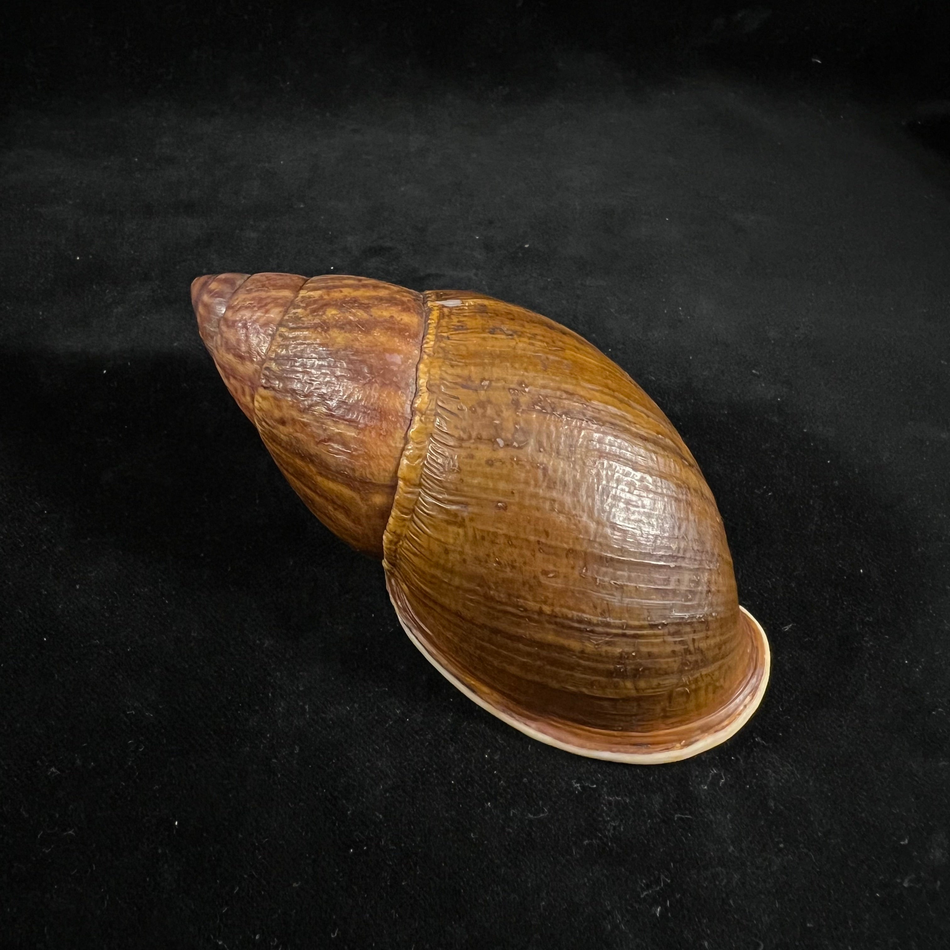 Dryptus pardalis (A. Férussac, 1821) - 103,2毫米