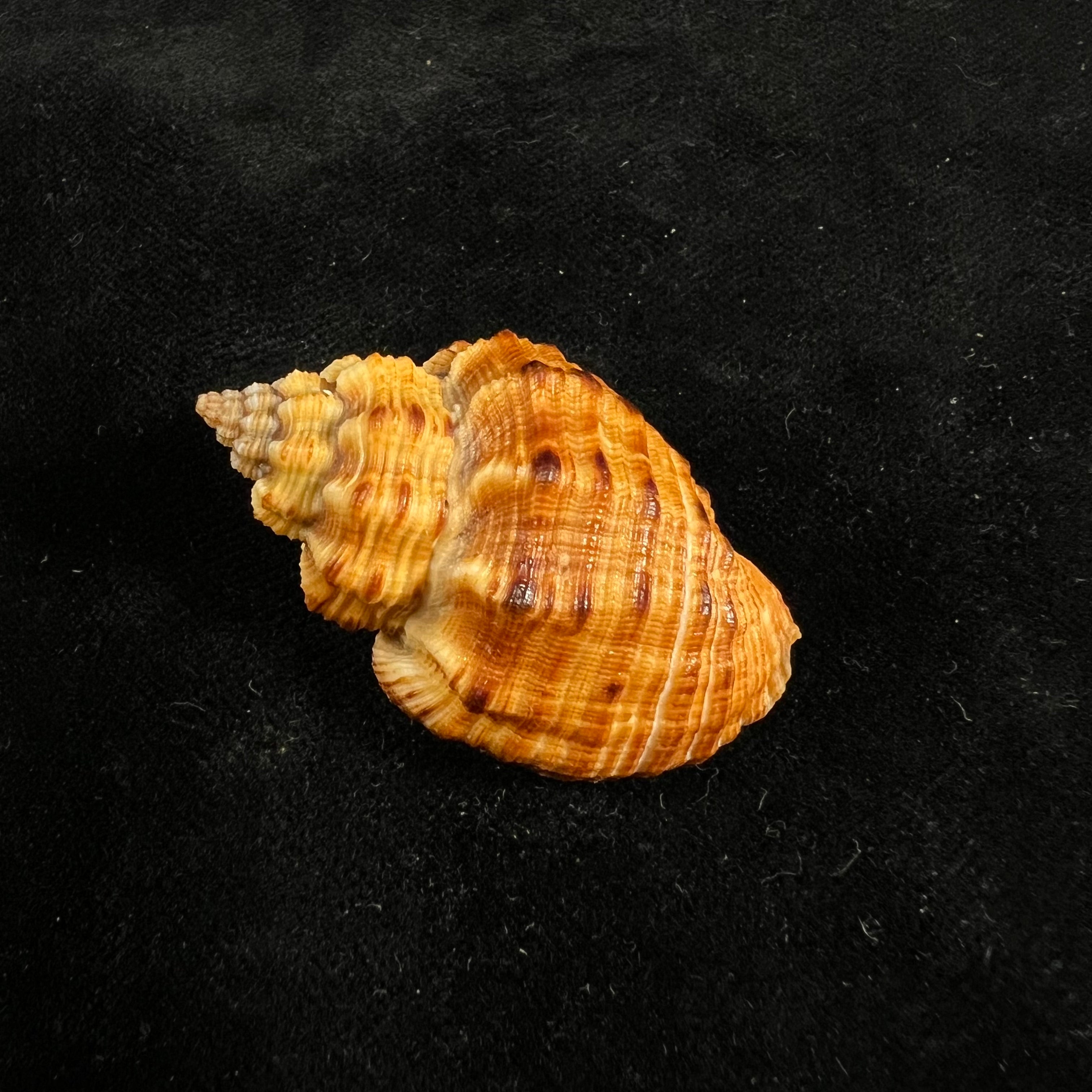 Cantharus melanostoma (G. B. Sowerby I, 1825) - 44,1mm