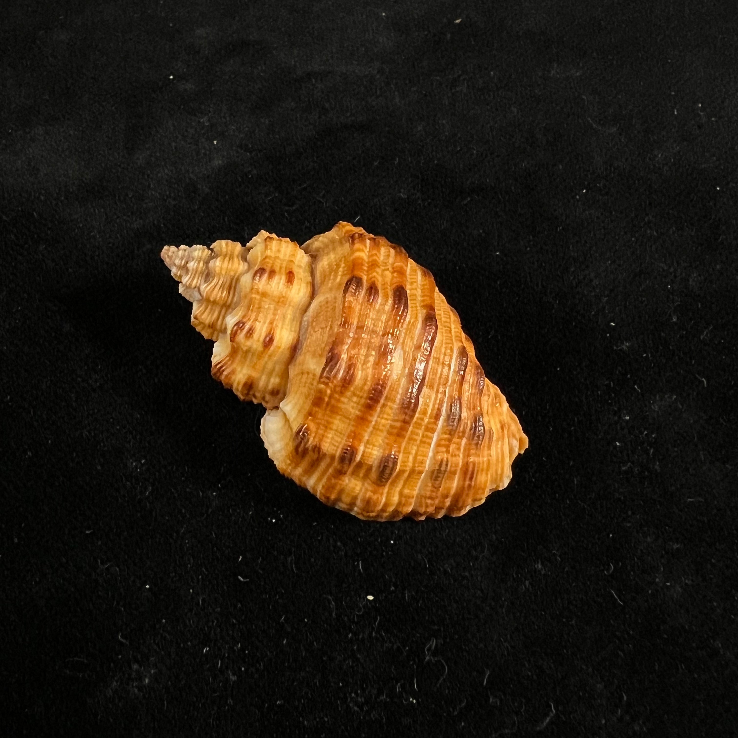 Cantharus melanostoma (G. B. Sowerby I, 1825) - 43,9mm