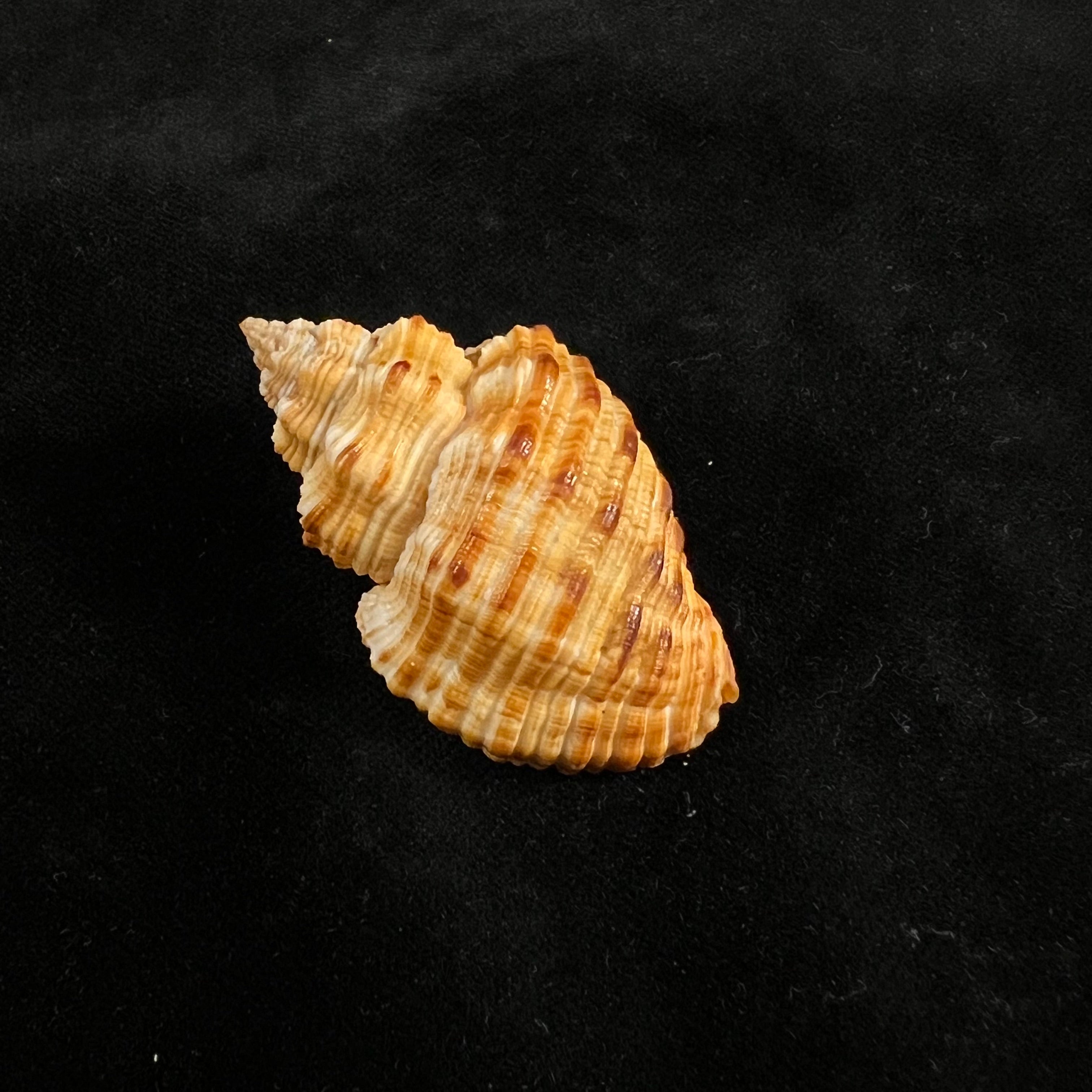 Cantharus melanostoma (G. B. Sowerby I, 1825) - 48,1mm