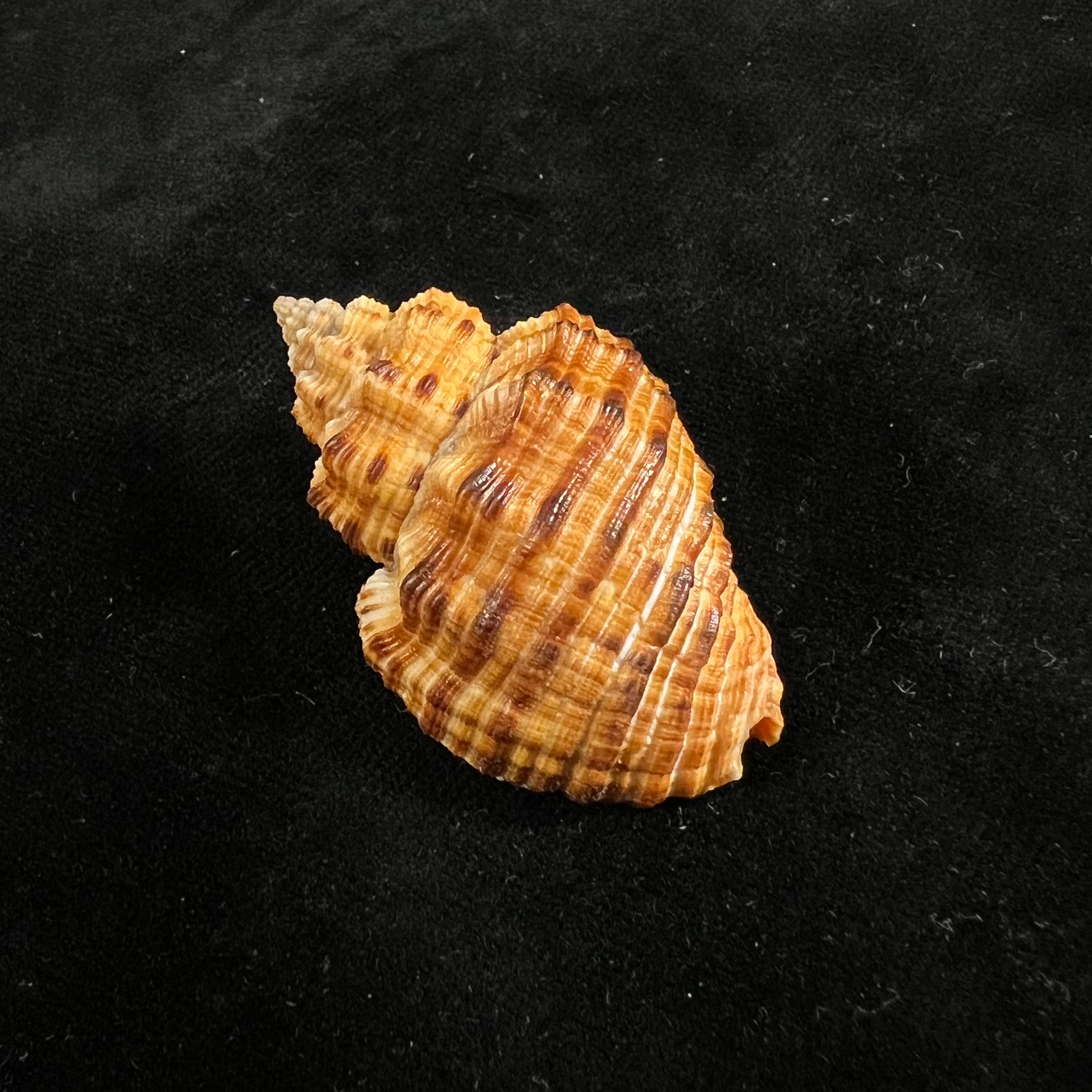 Cantharus melanostoma (G. B. Sowerby I, 1825) - 46,4mm