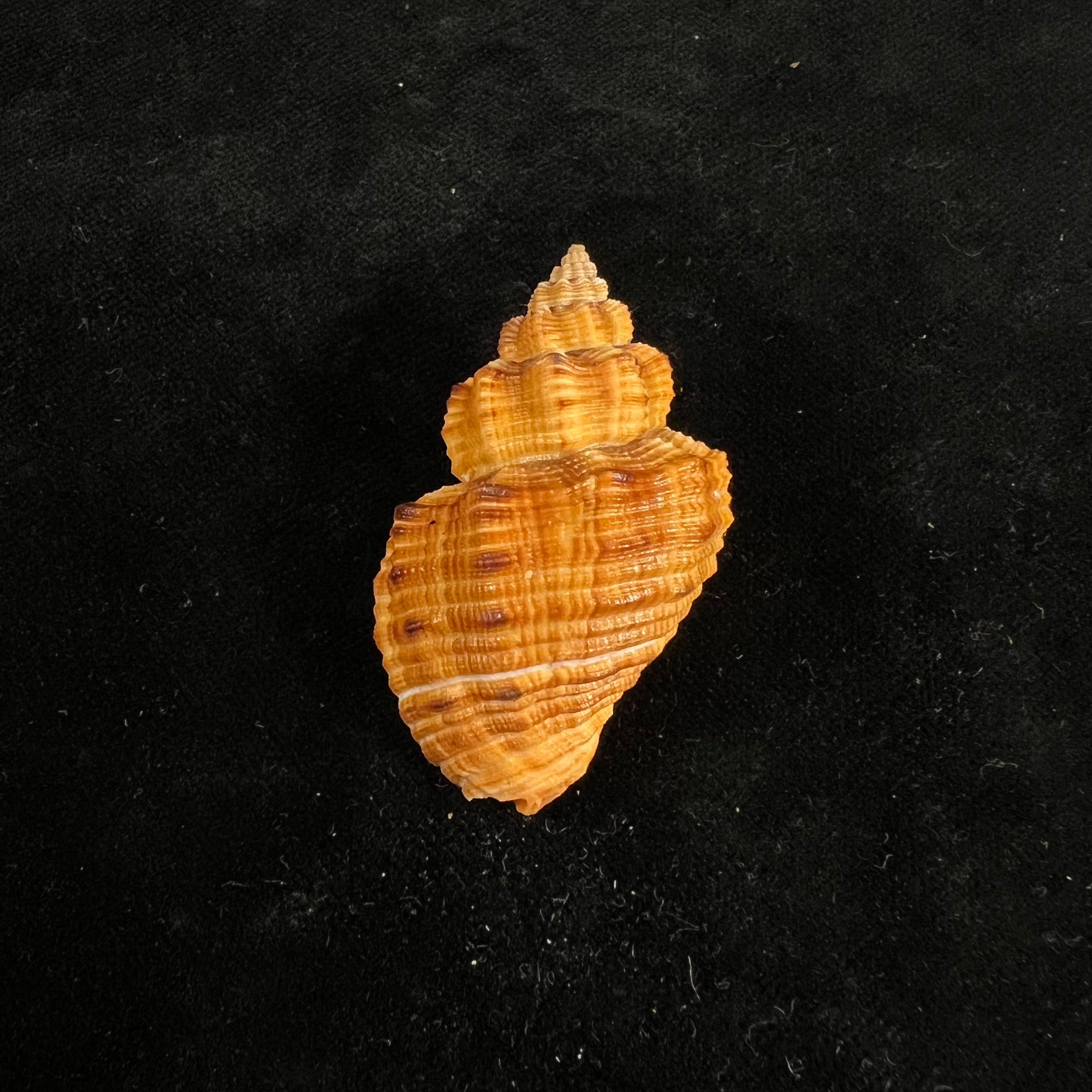 Cantharus melanostoma (G. B. Sowerby I, 1825) - 47,6mm