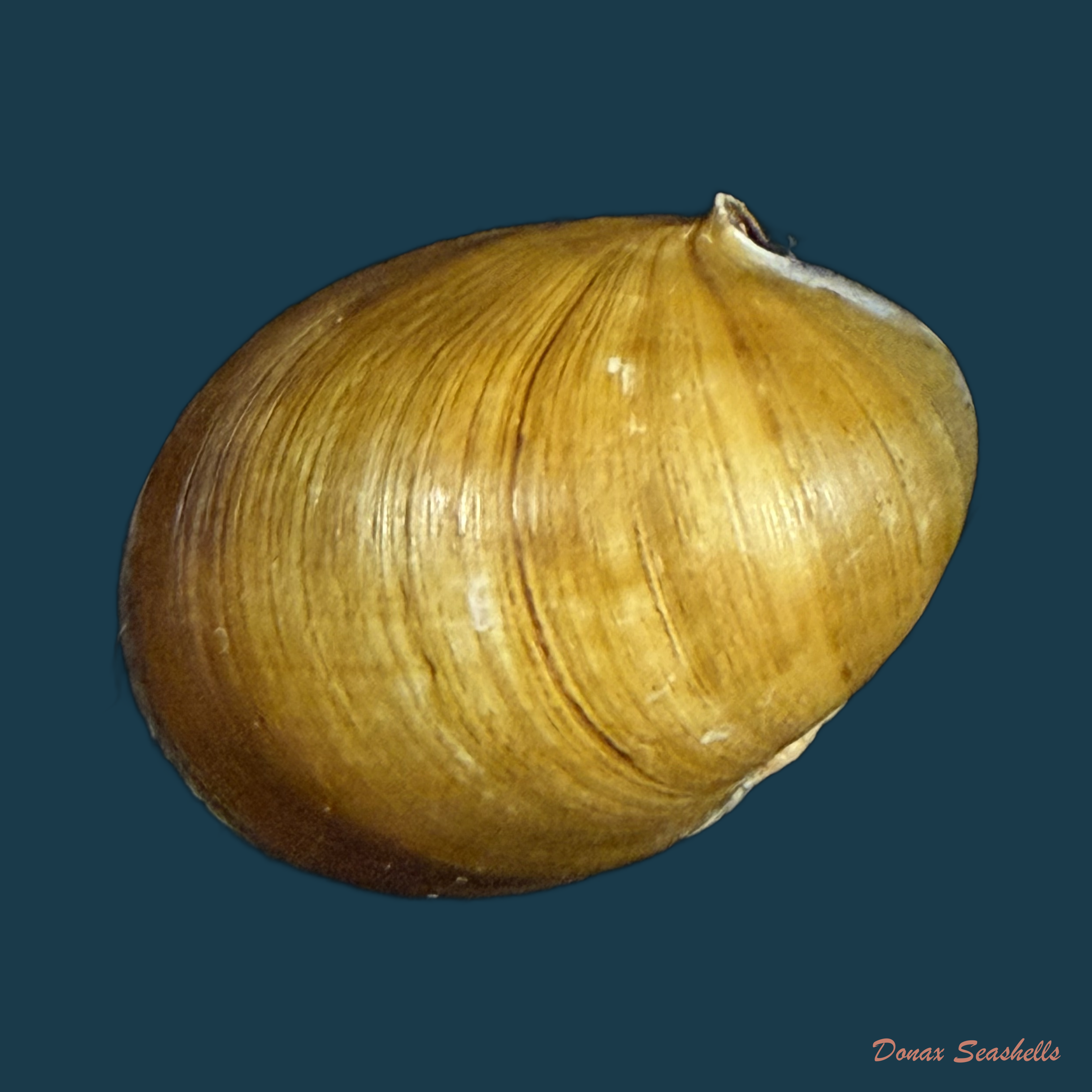 Neritina petitii (Récluz, 1841) - 30,9mm