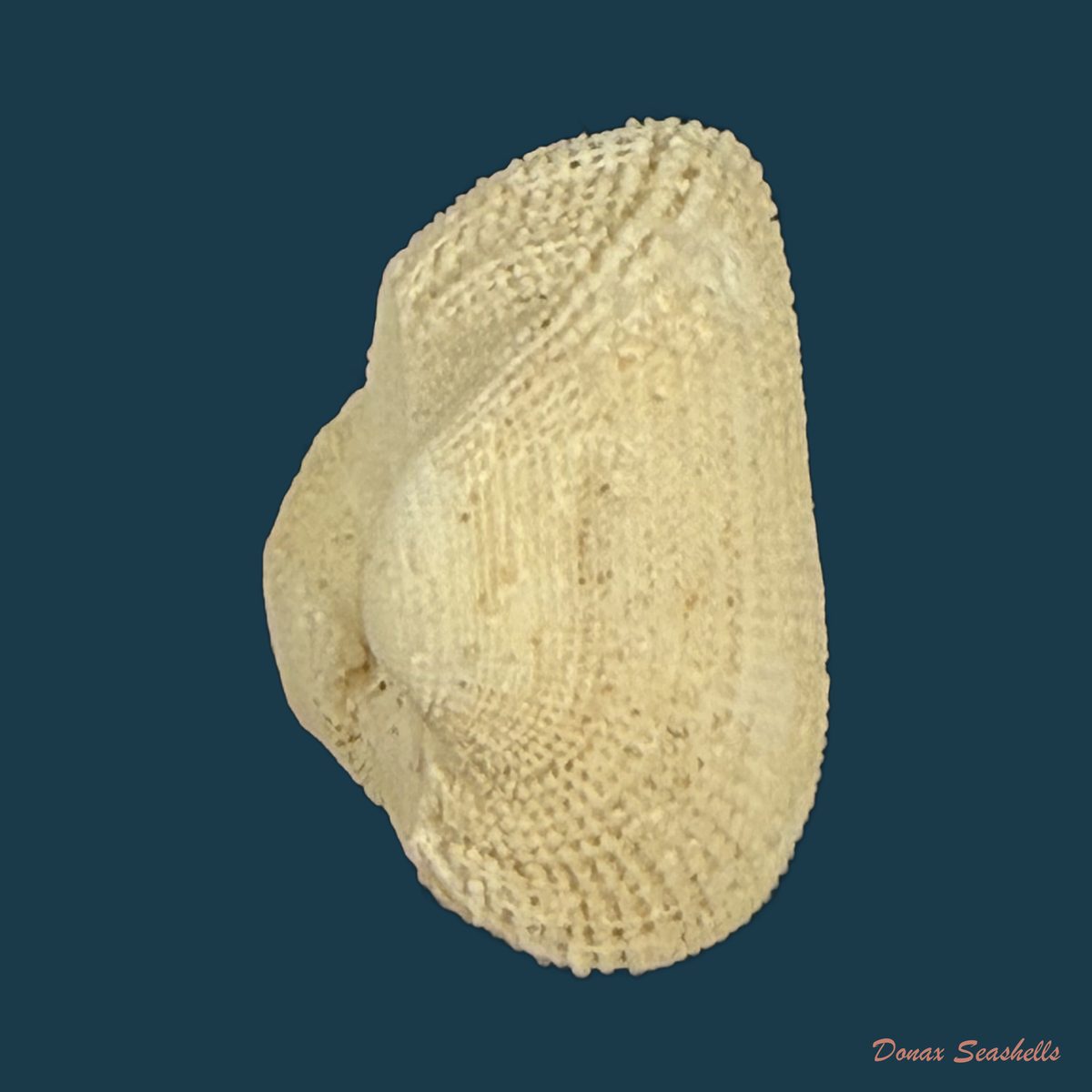 Arcopsis adamsi (Dall, 1886) - 13,2mm