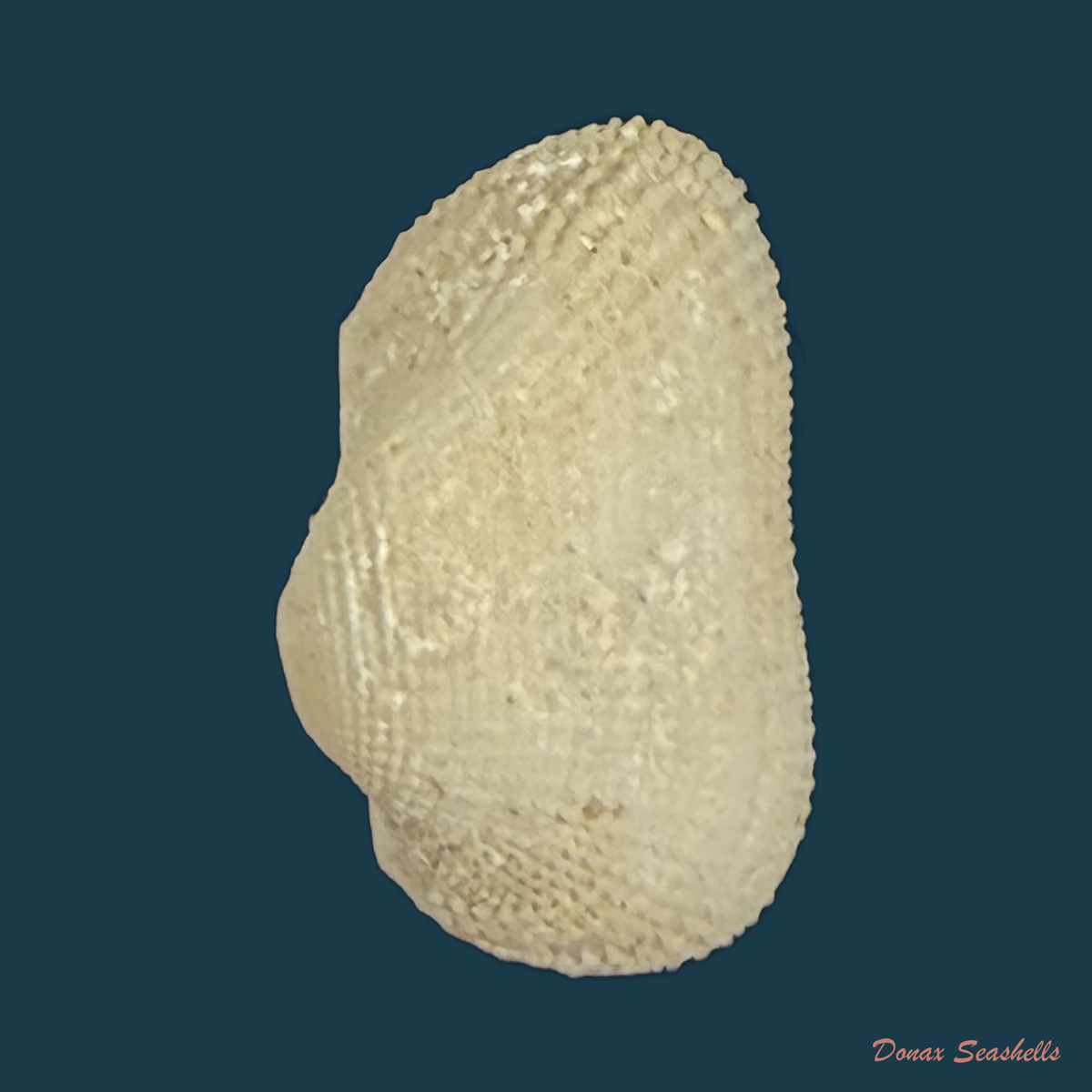 Arcopsis adamsi (Dall, 1886) - 12,1mm