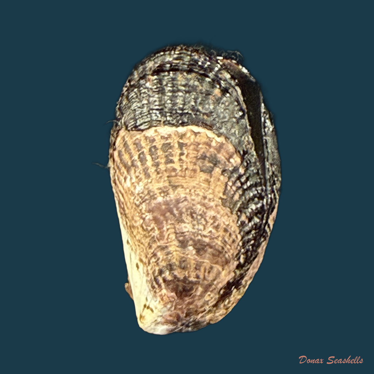 Perumytilus purpuratus (Lamarck, 1819) - 22,2mm