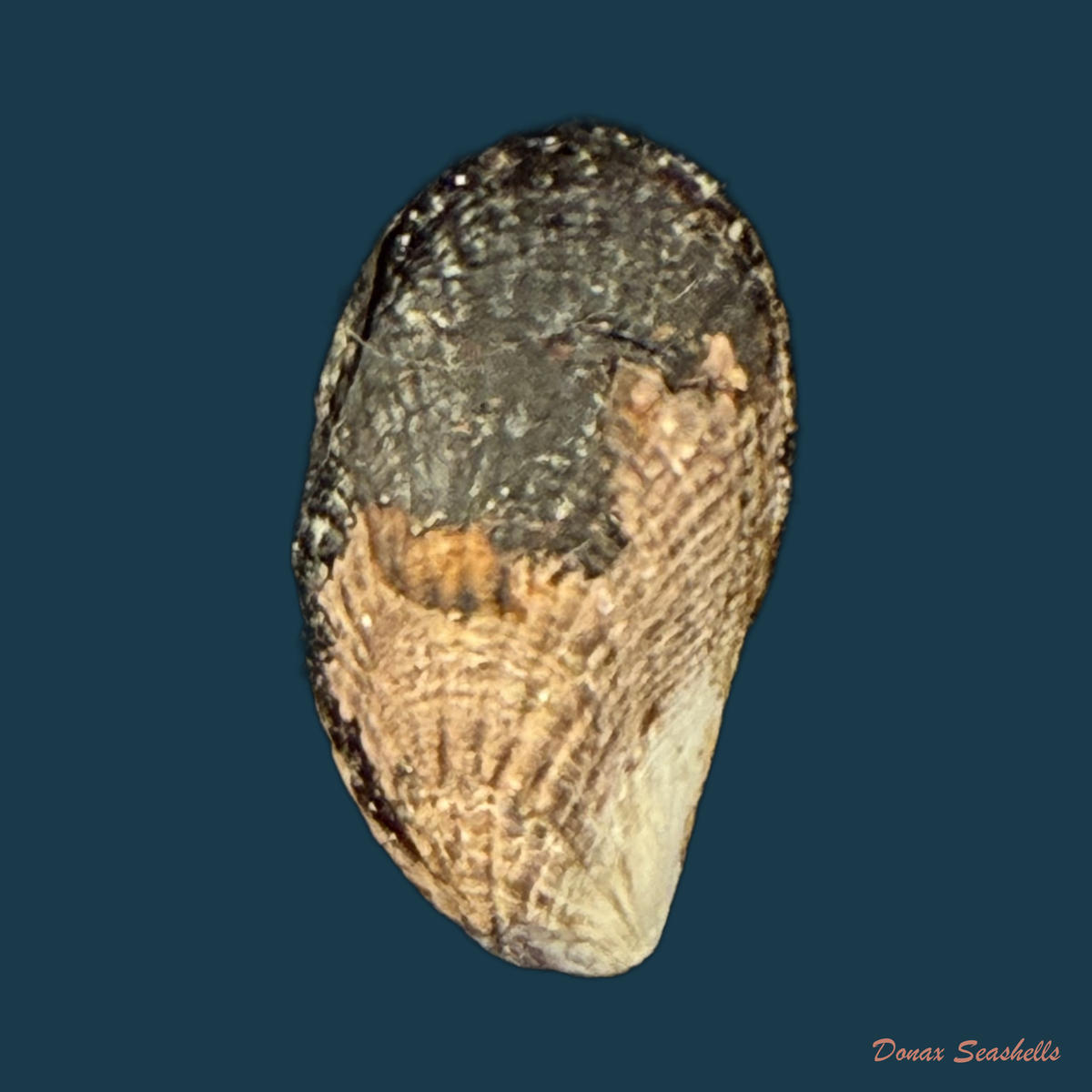 Perumytilus purpuratus (Lamarck, 1819) - 22,2mm