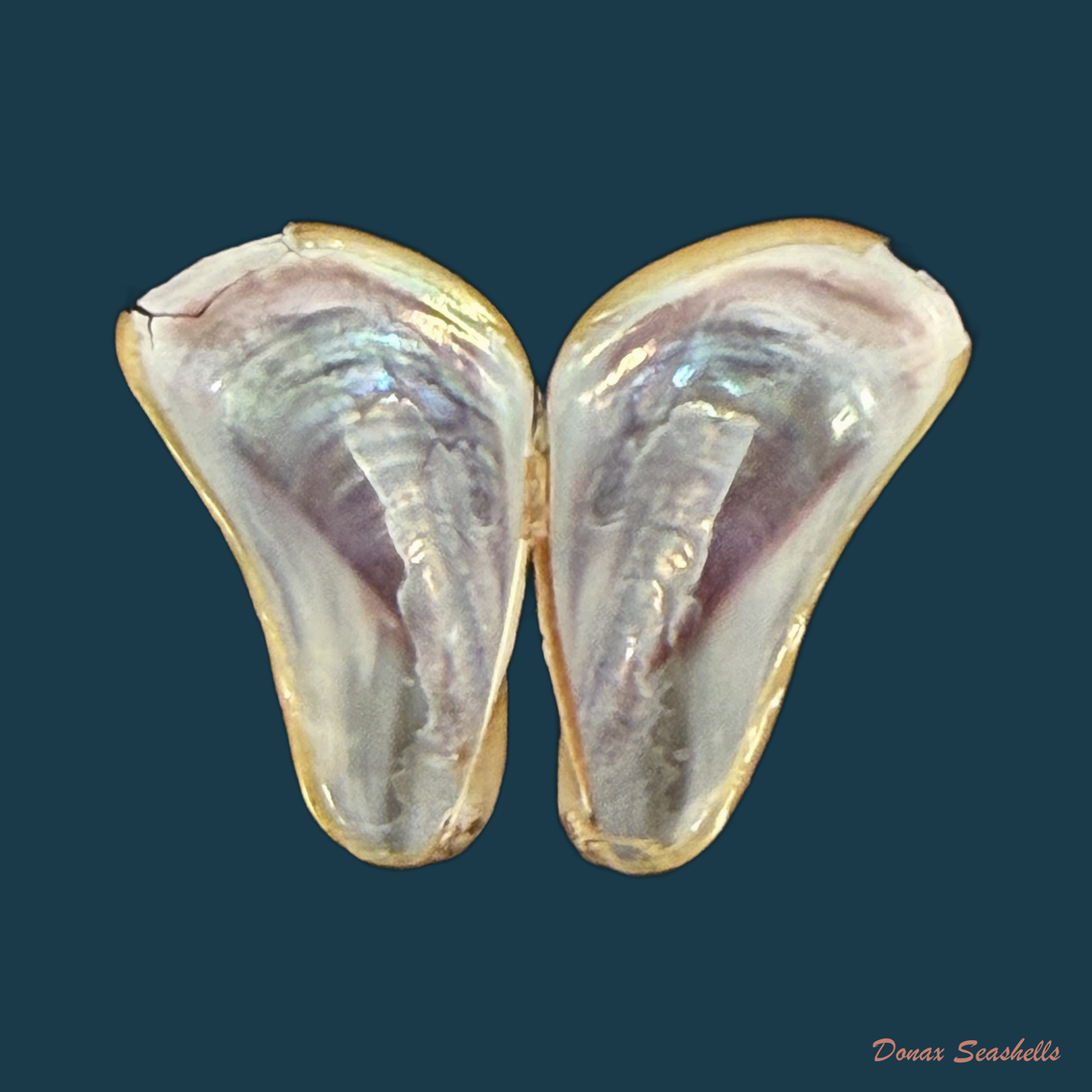 Limnoperna fortunei (Dunker, 1857) - 18mm