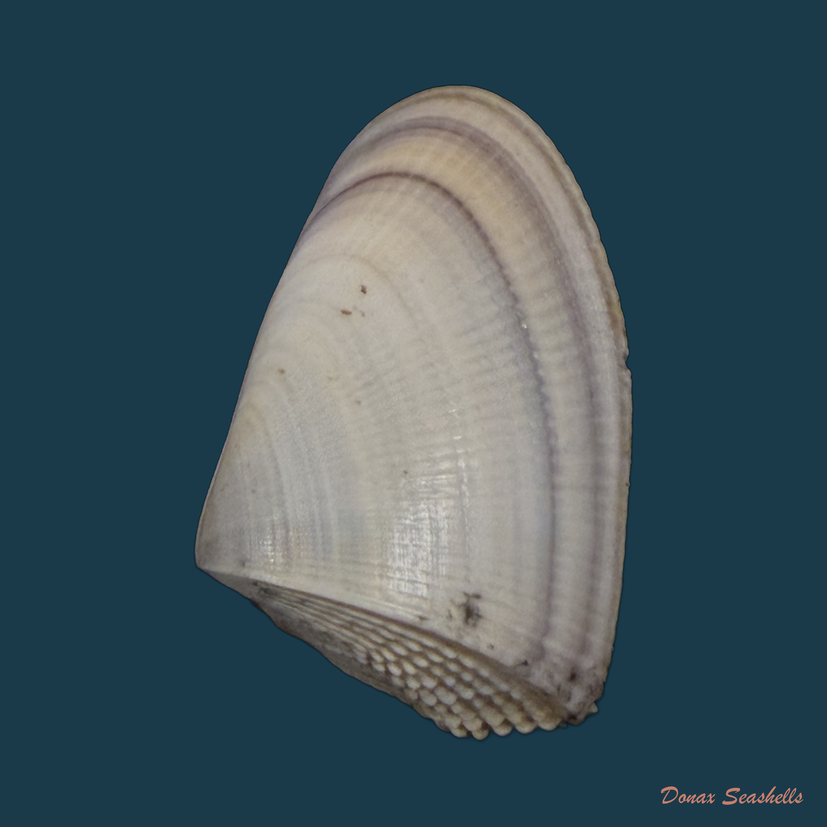 Donax hanleyanus R. A. Philippi, 1847 - 29mm