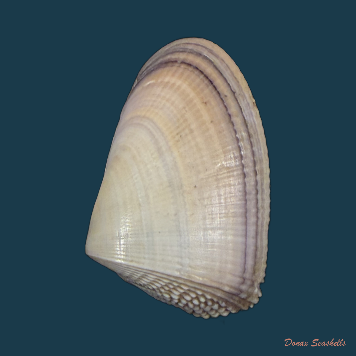 Donax hanleyanus R. A. Philippi, 1847 - 29,1mm