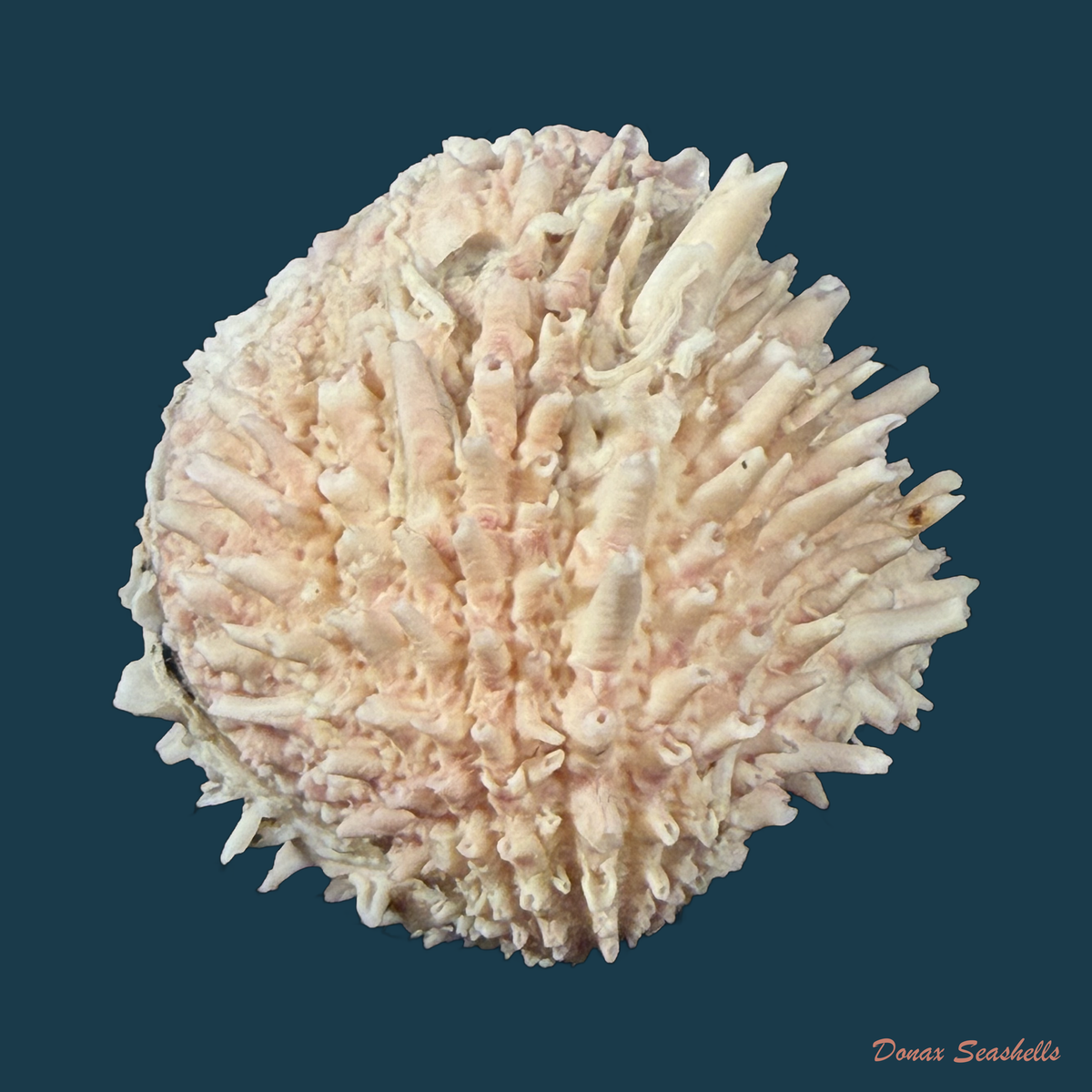 Arcinella brasiliana (Nicol, 1953) - 42,5mm