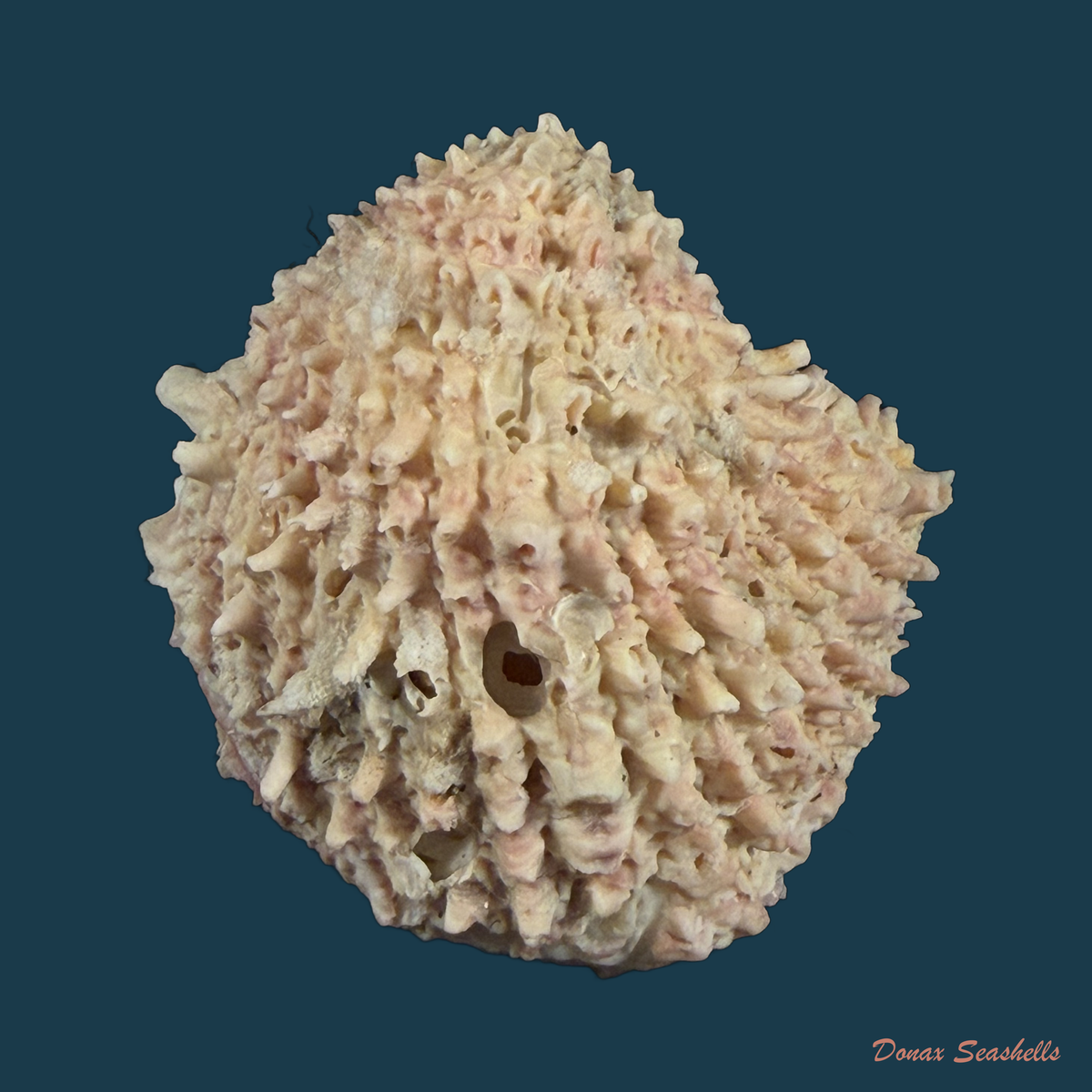 Arcinella brasiliana (Nicol, 1953) - 41,1mm