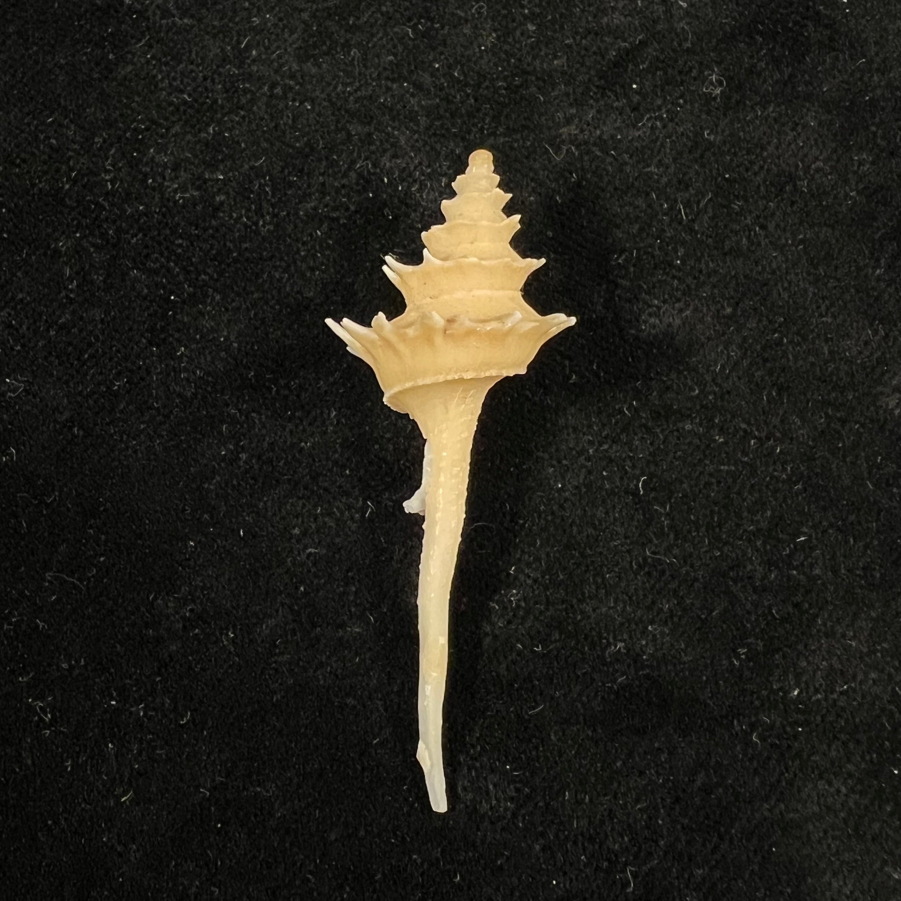 Columbarium pagodoides (R. B. Watson, 1882) - 54,9mm