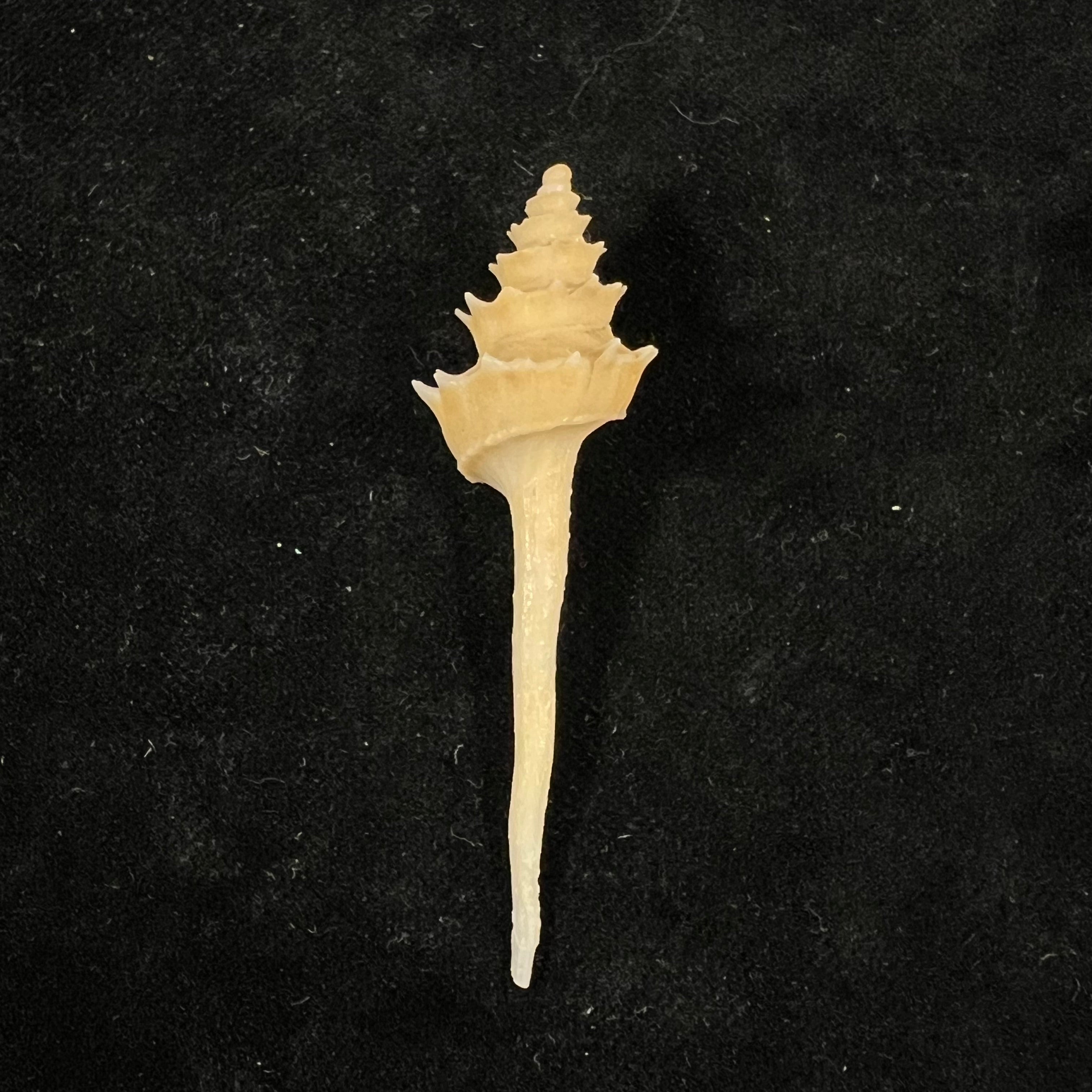 Columbarium pagodoides (R. B. Watson, 1882) - 61,6mm
