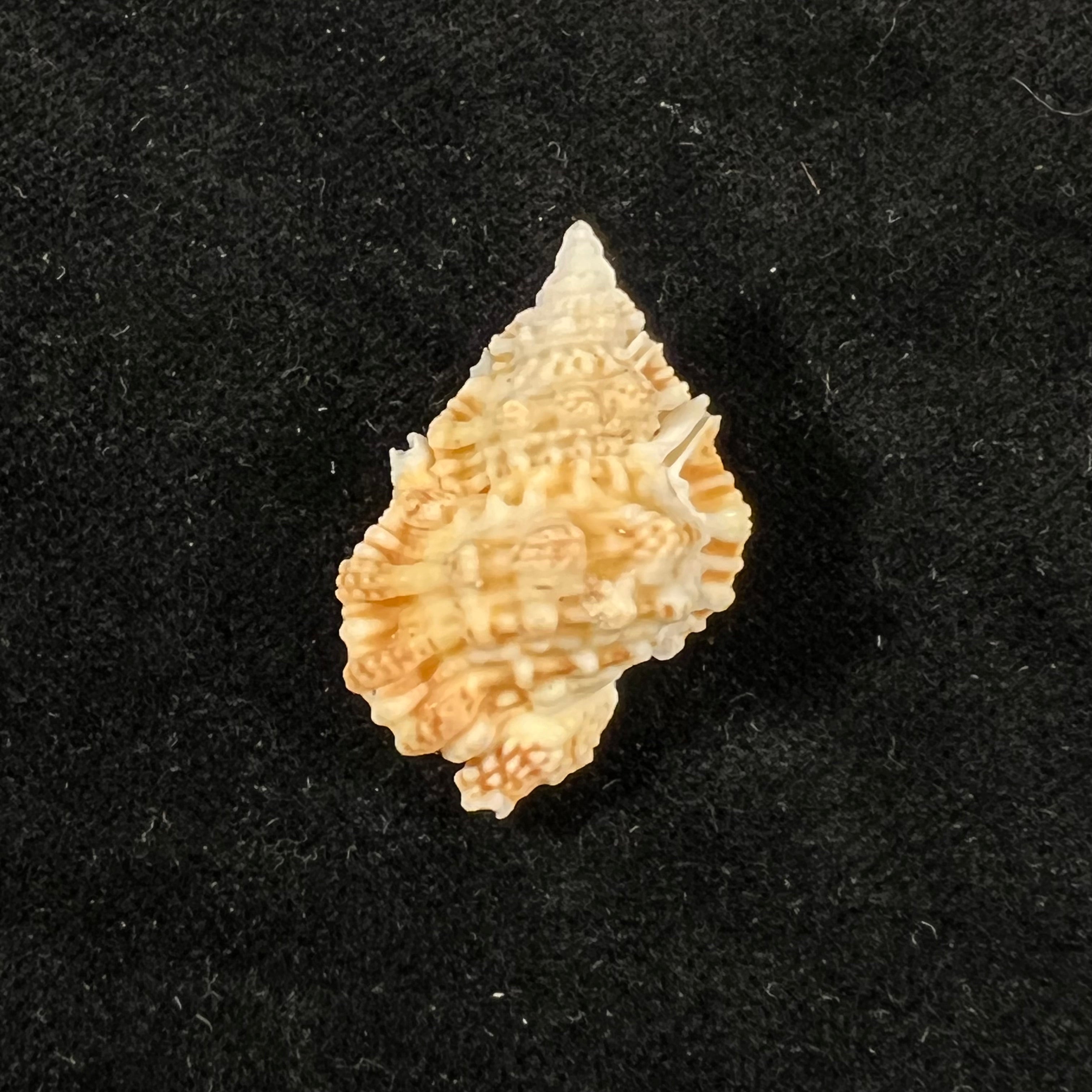 金丝囊 Matthews & Coelho, 1971 - 29,4mm