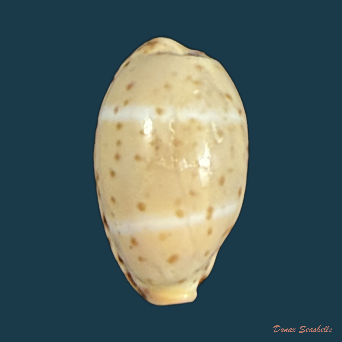 Palmadusta lutea lutea (Gmelin, 1791) - 13,5mm