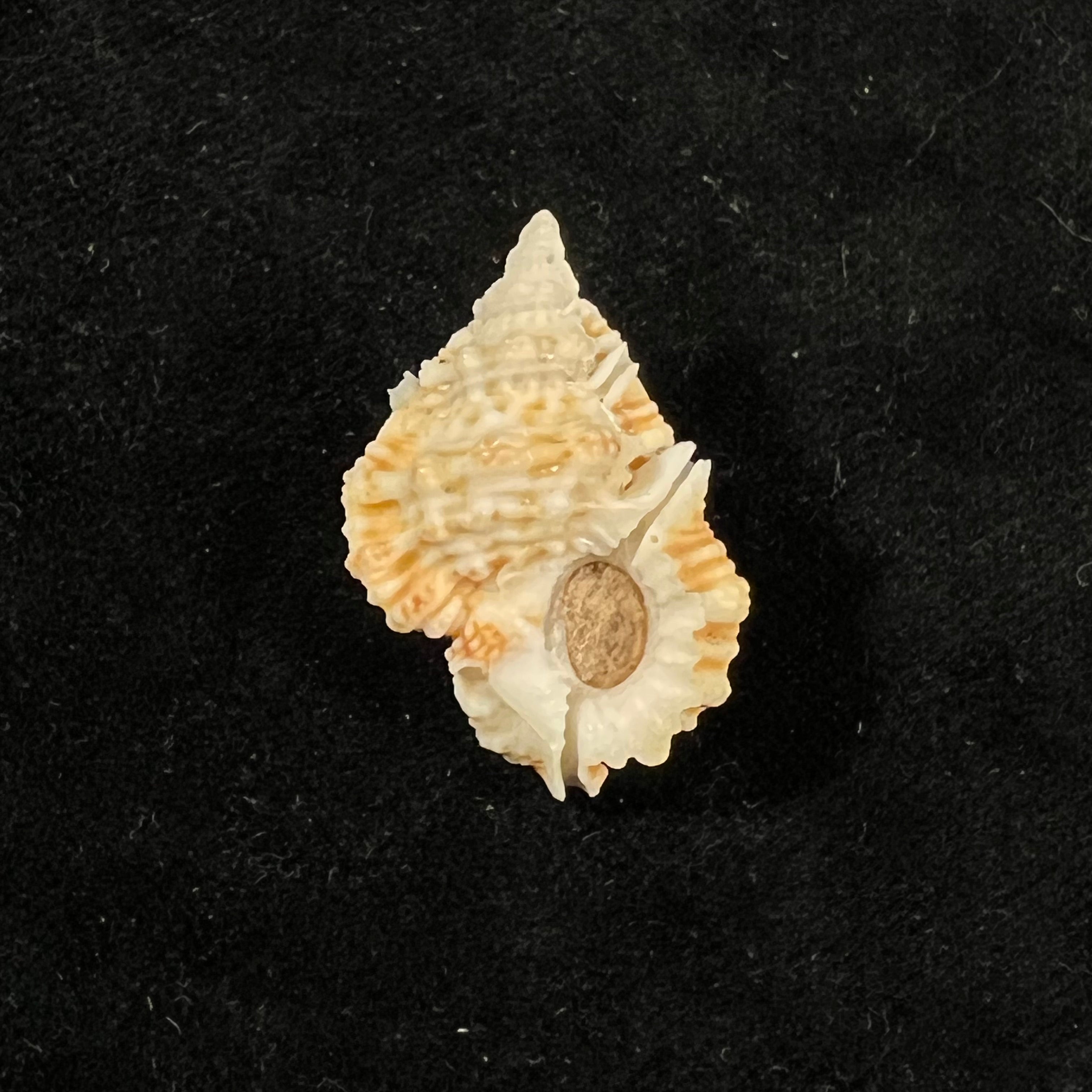 金丝囊 Matthews & Coelho, 1971 - 29,4mm
