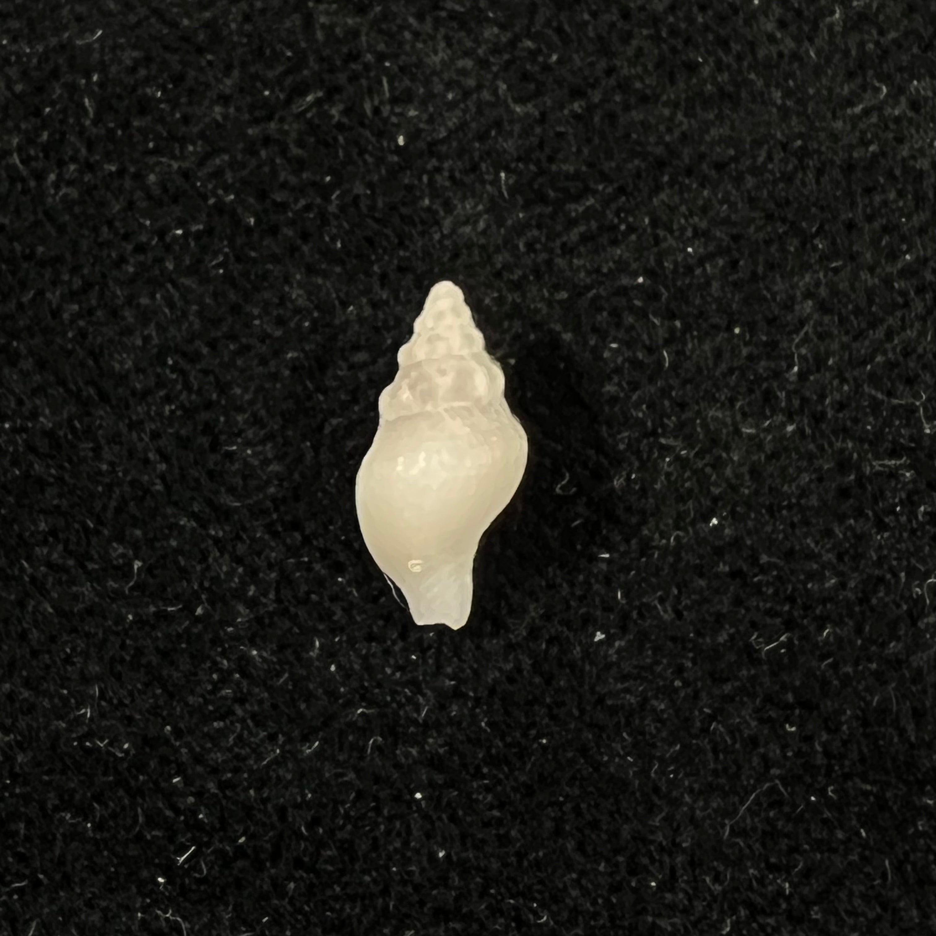 Antillophos candeanus (A. d'Orbigny, 1853) - 21,7mm
