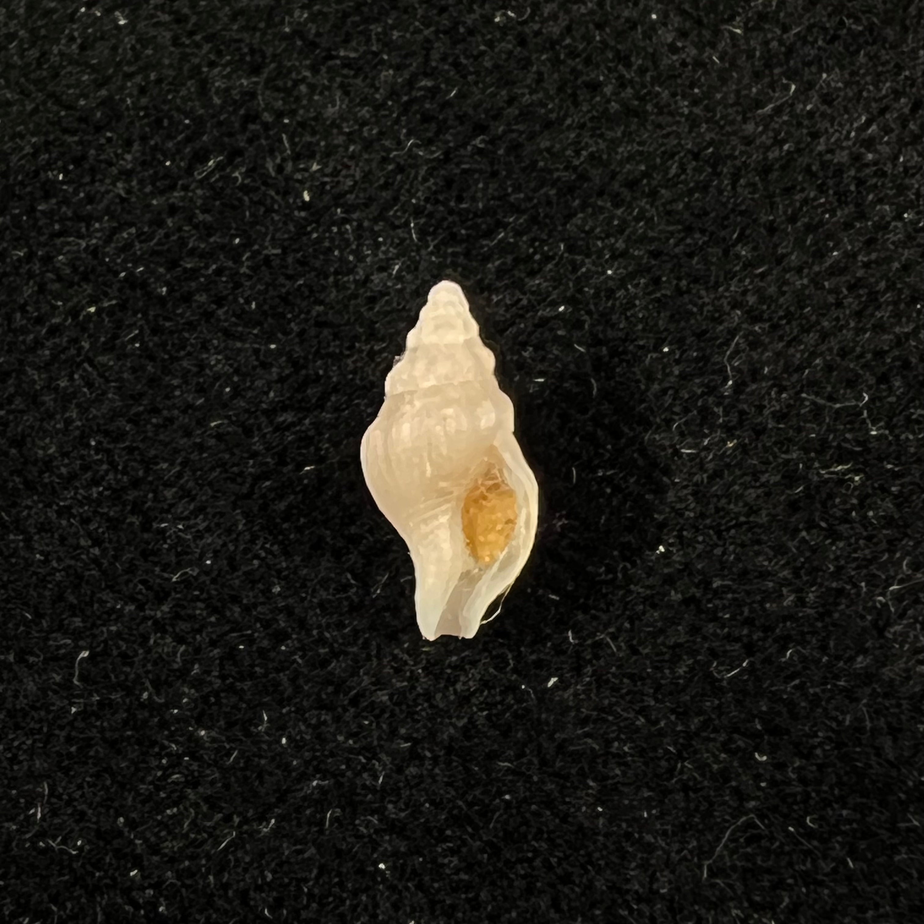 Antillophos candeanus (A. d'Orbigny, 1853) - 21,7mm
