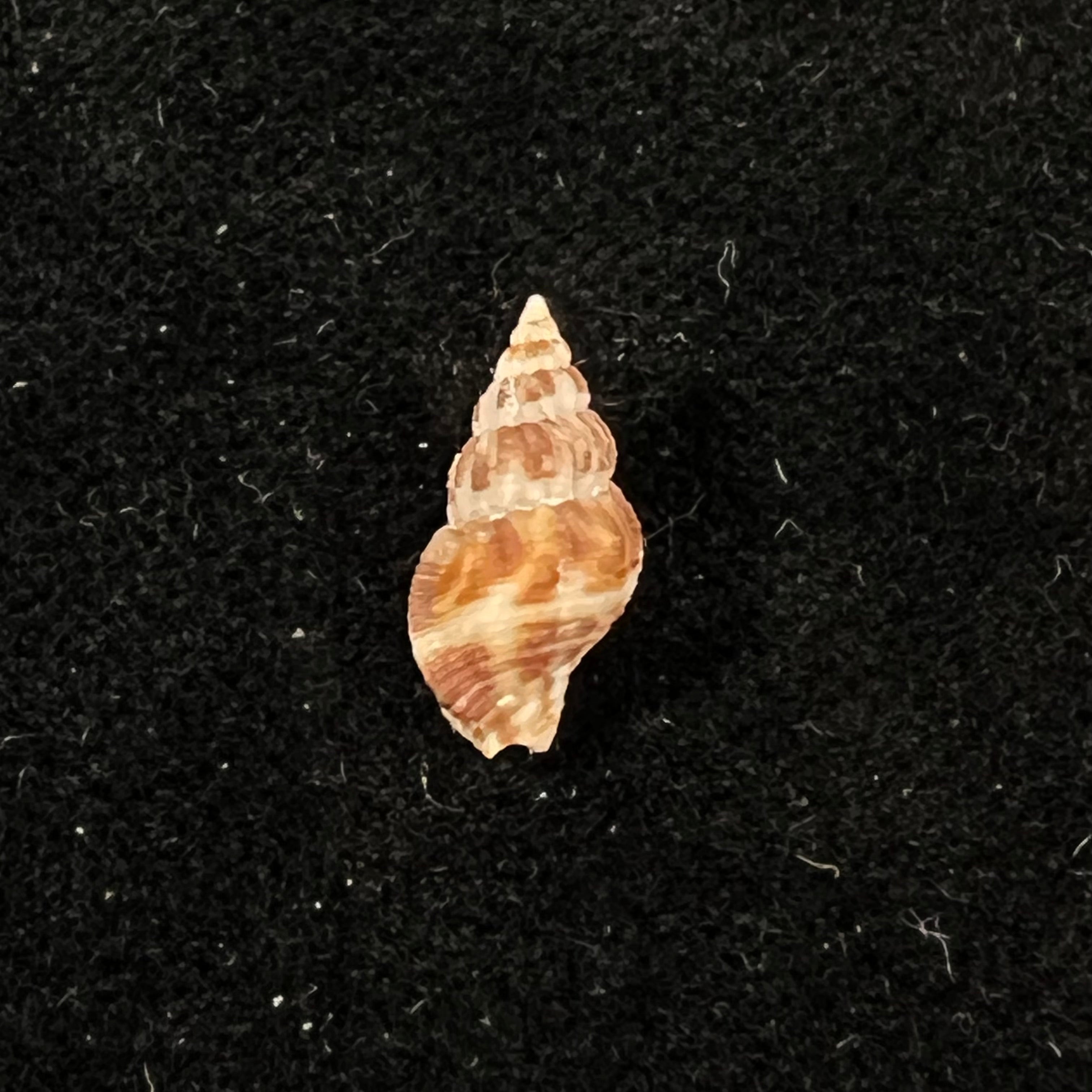 Antillophos adelus (Schwengel, 1942) - 13mm