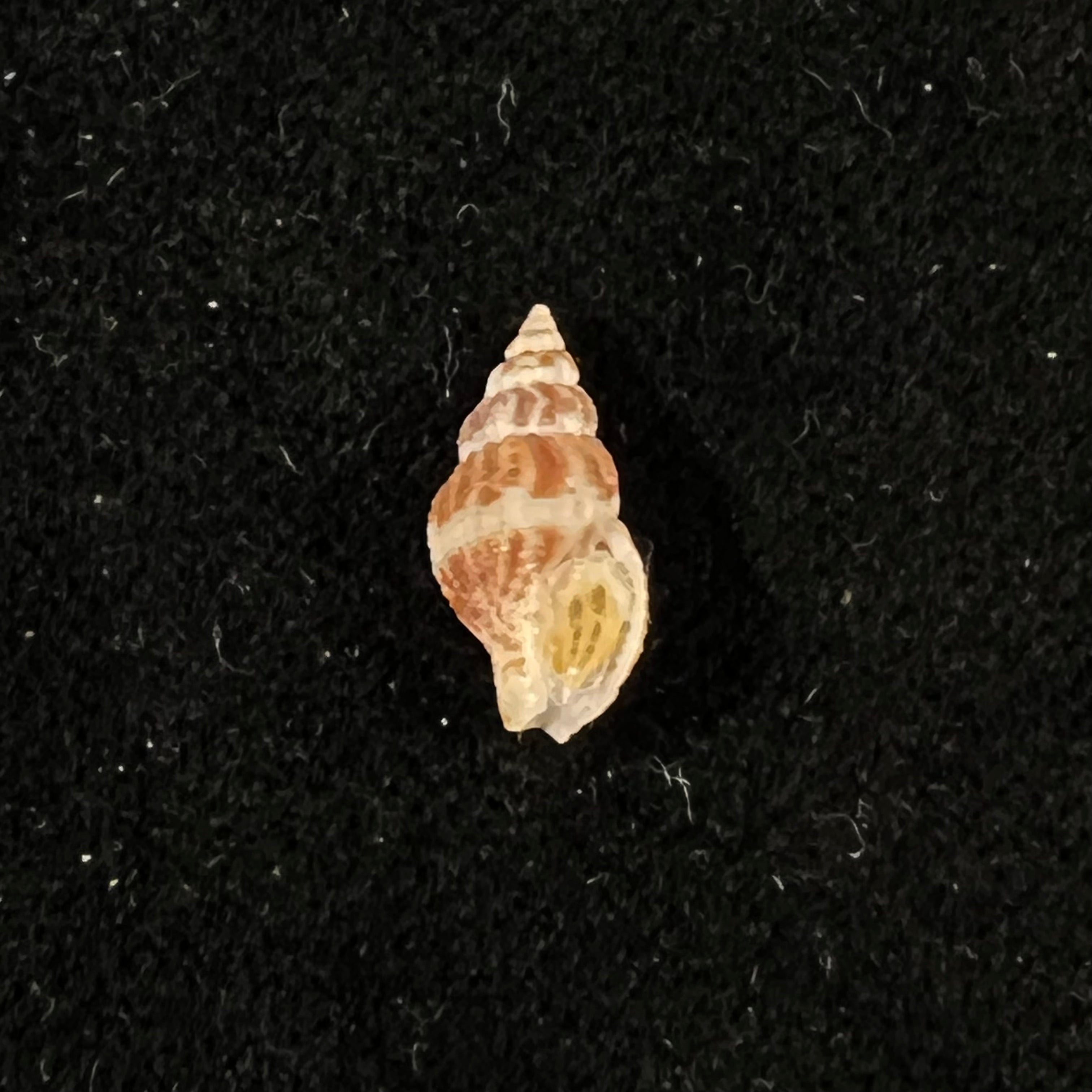 Antillophos adelus (Schwengel, 1942) - 13mm