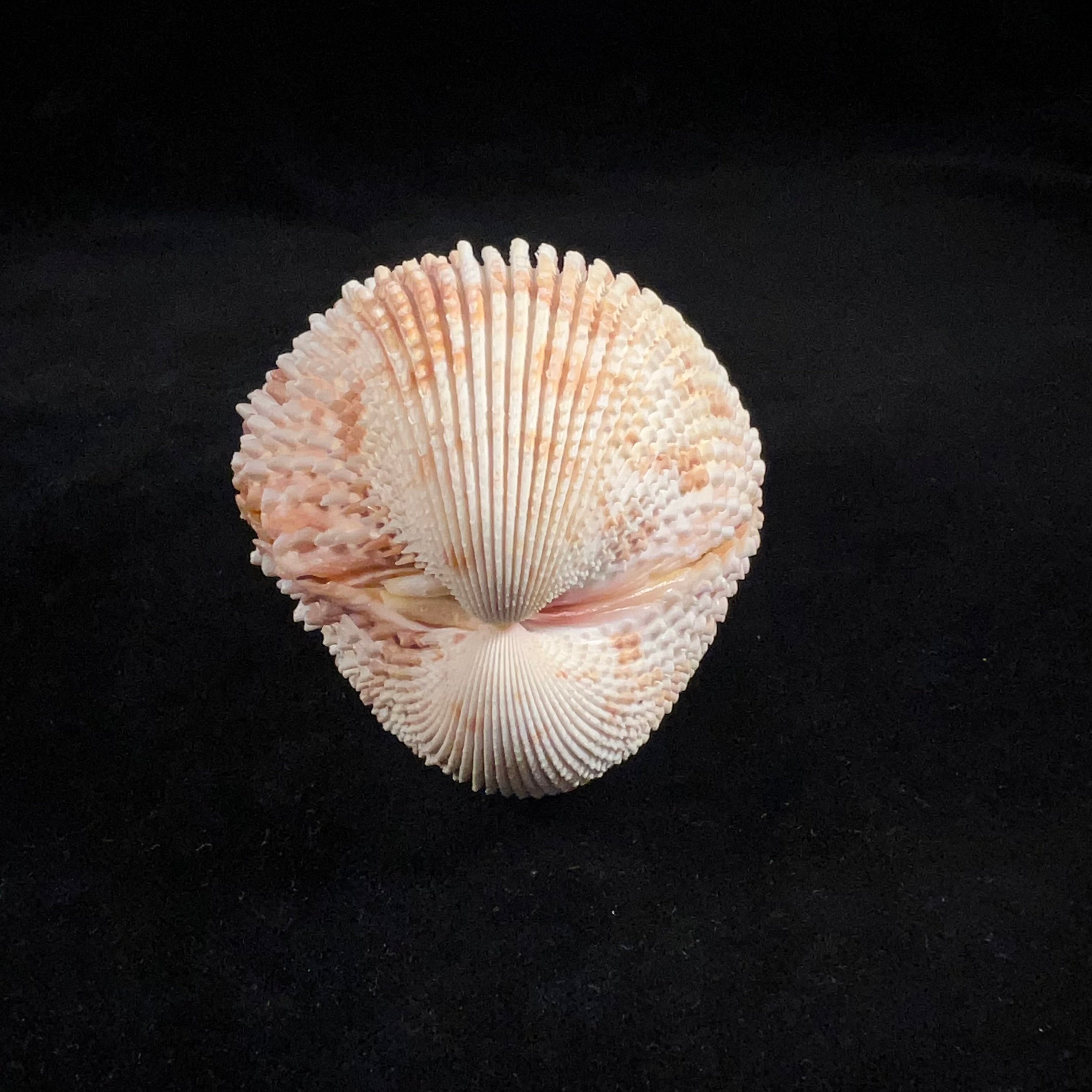 Trachycardium egmontianum (Shuttleworth, 1856) - 75,6mm