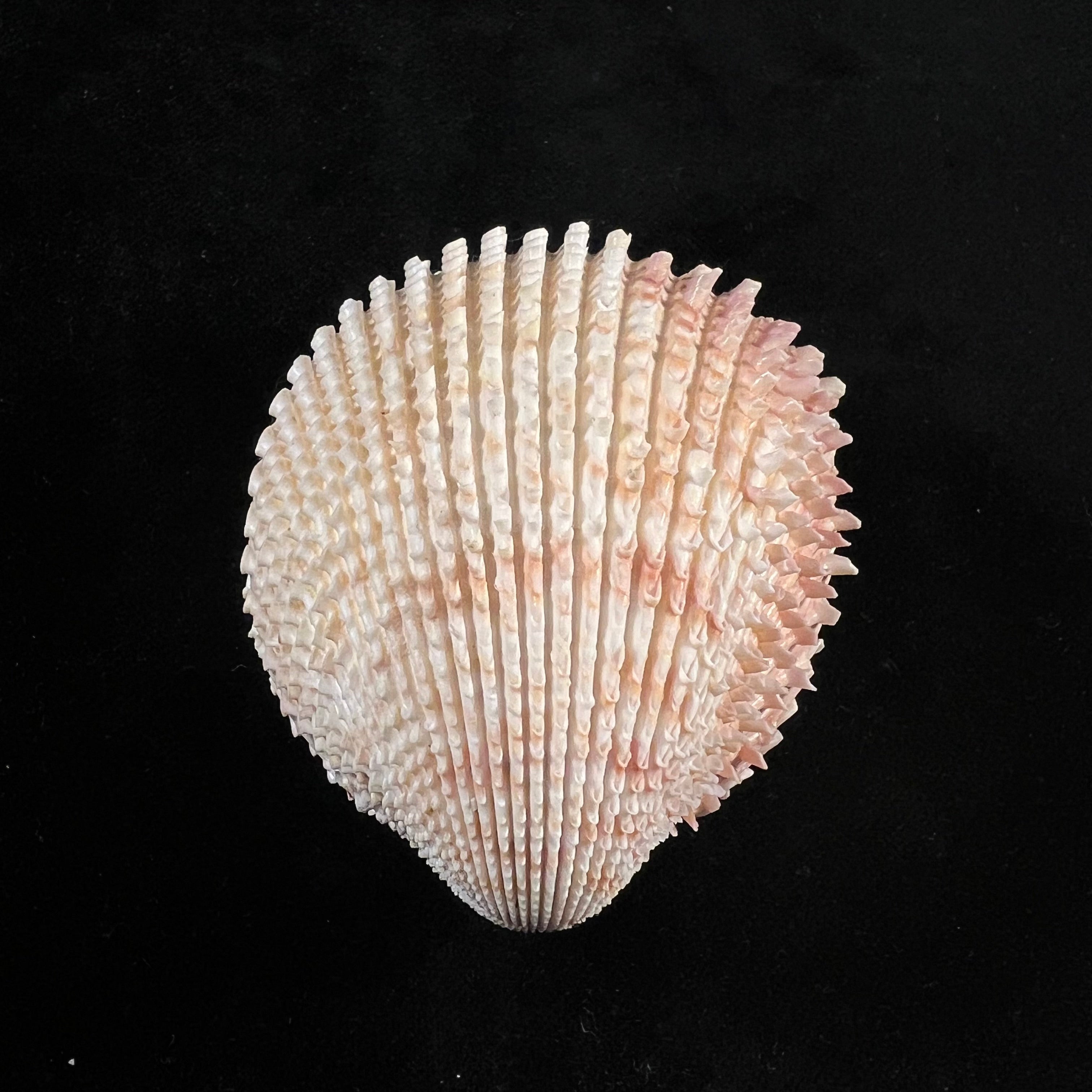 Trachycardium egmontianum (Shuttleworth, 1856) - 67,8mm