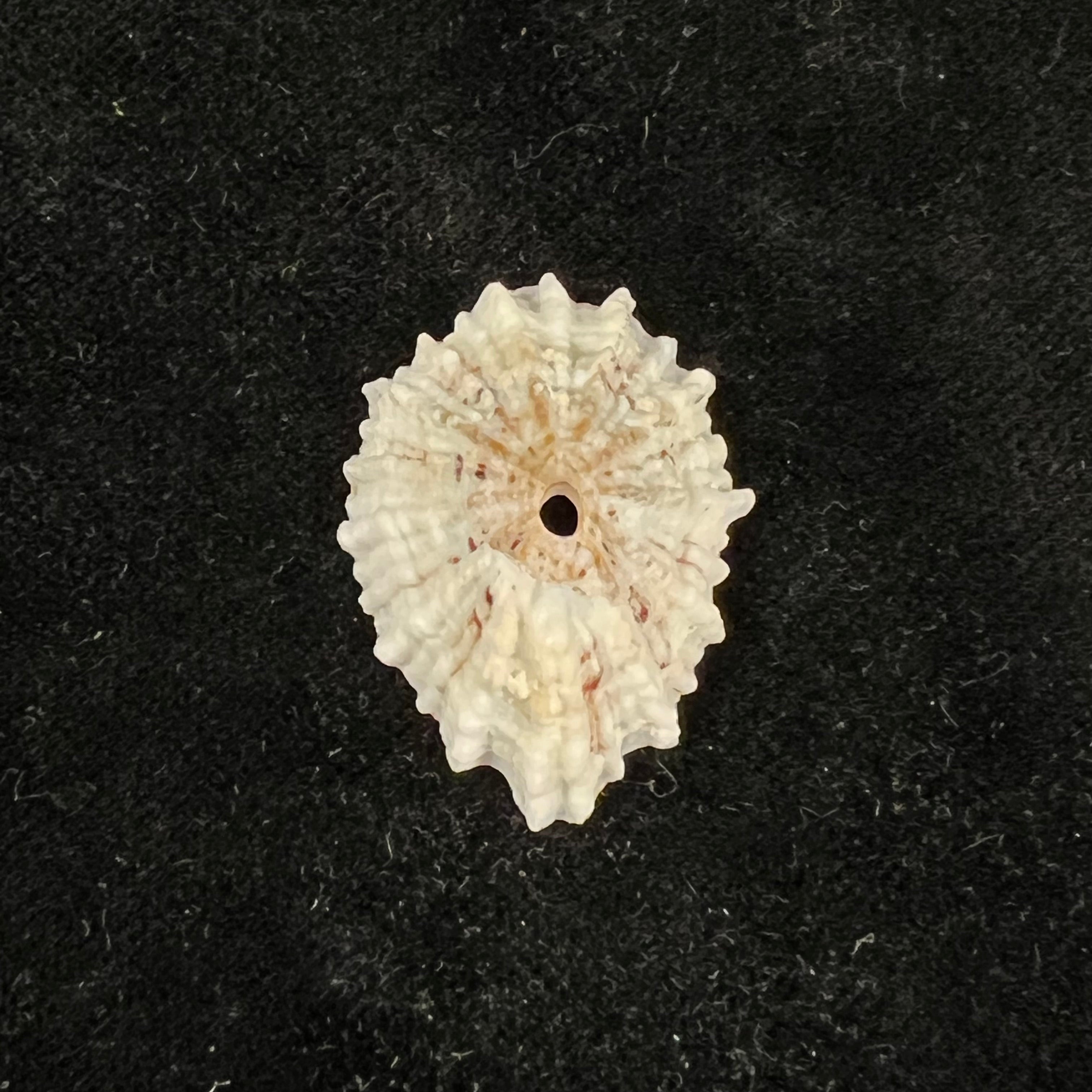 Fissurella barbadensis (Gmelin, 1791) - 29,5mm
