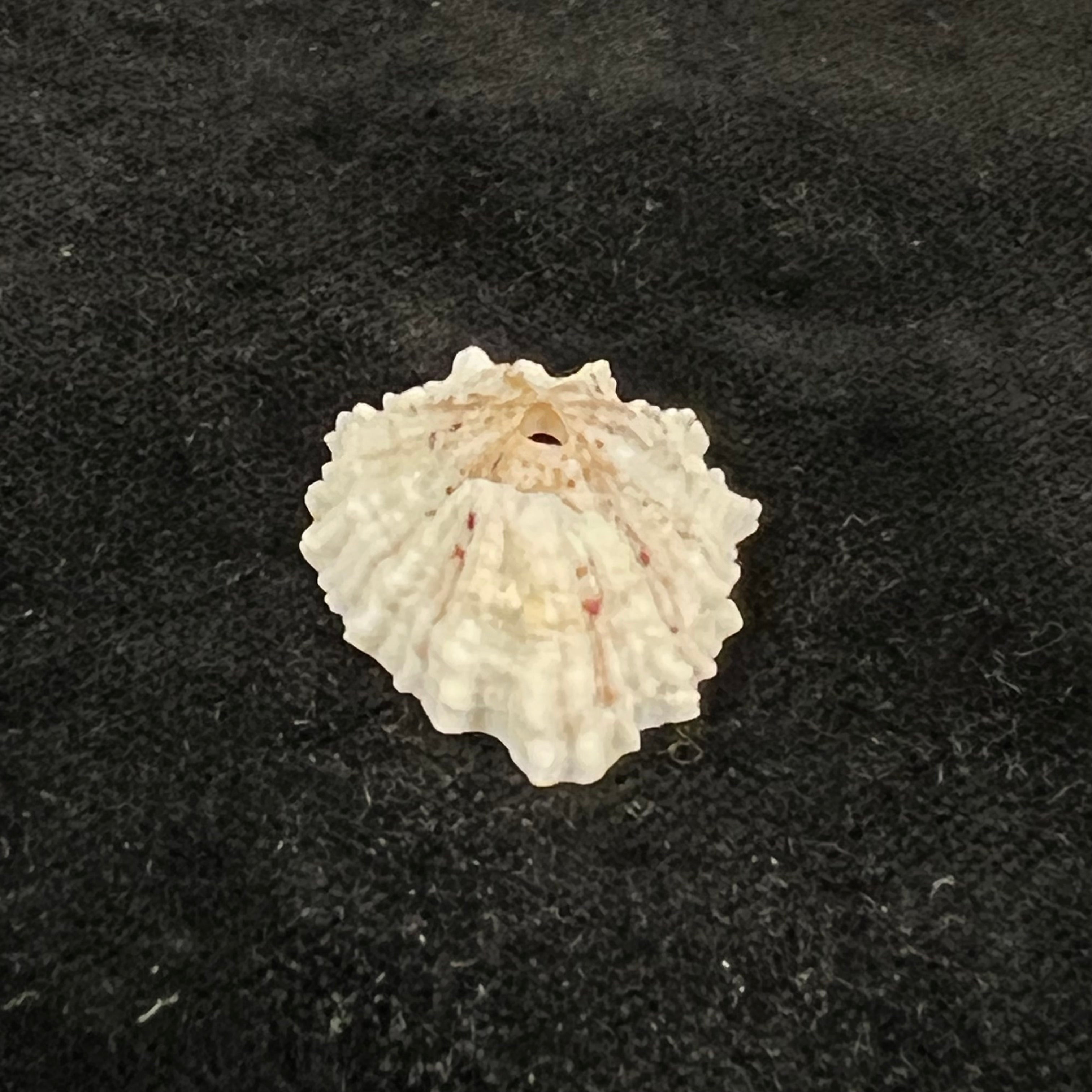 Fissurella barbadensis (Gmelin, 1791) - 29,5mm