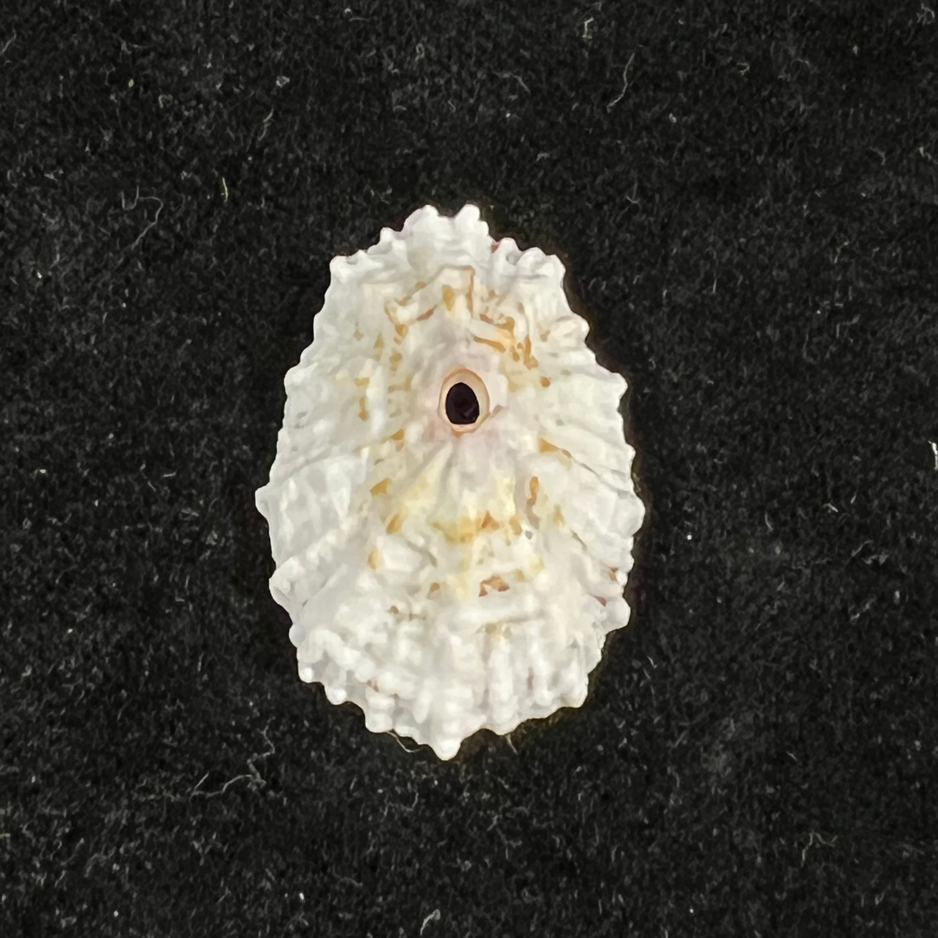 Fissurella barbadensis (Gmelin, 1791) - 31,4mm