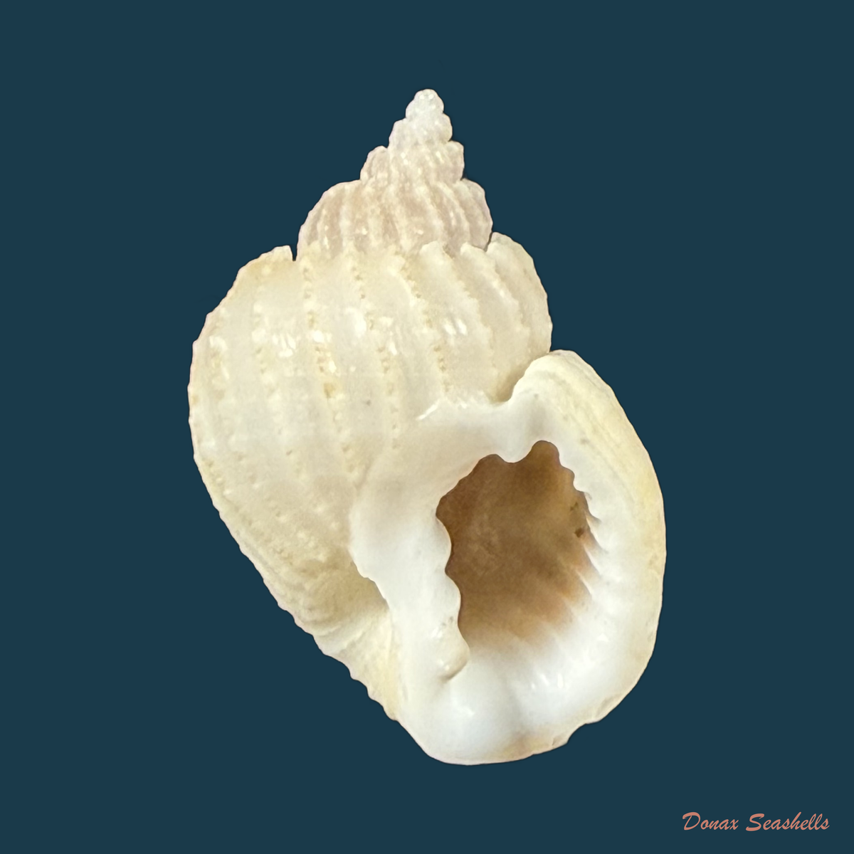 Scalptia obliquata (Lamarck, 1822) - 19mm