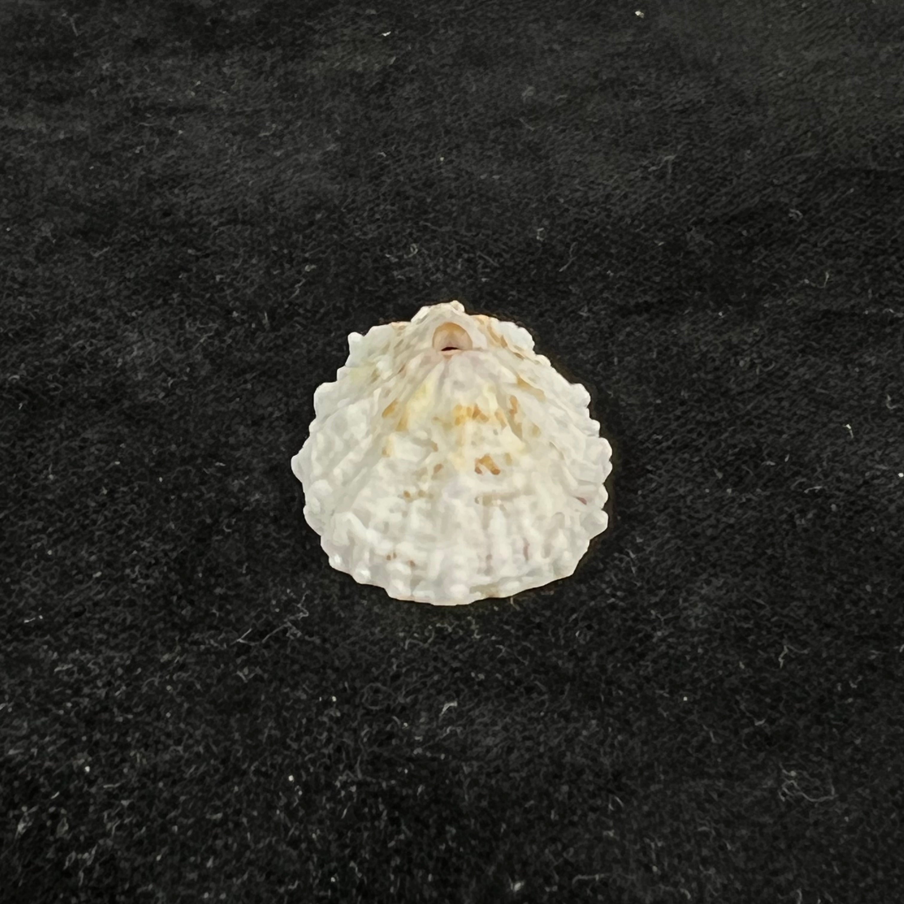 Fissurella barbadensis (Gmelin, 1791) - 31,4mm