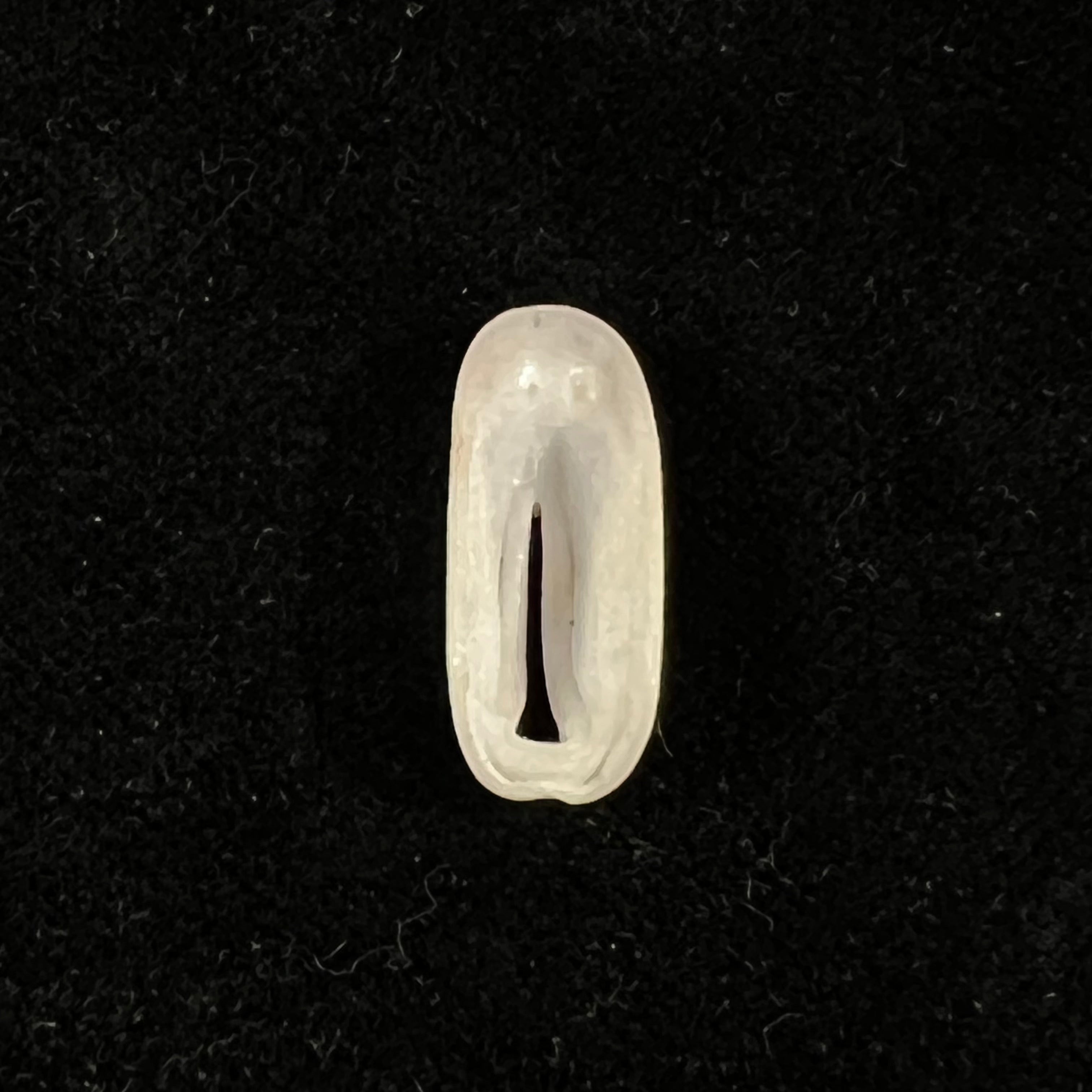 Macroschisma africanum Tomlin, 1932 - 20,8mm