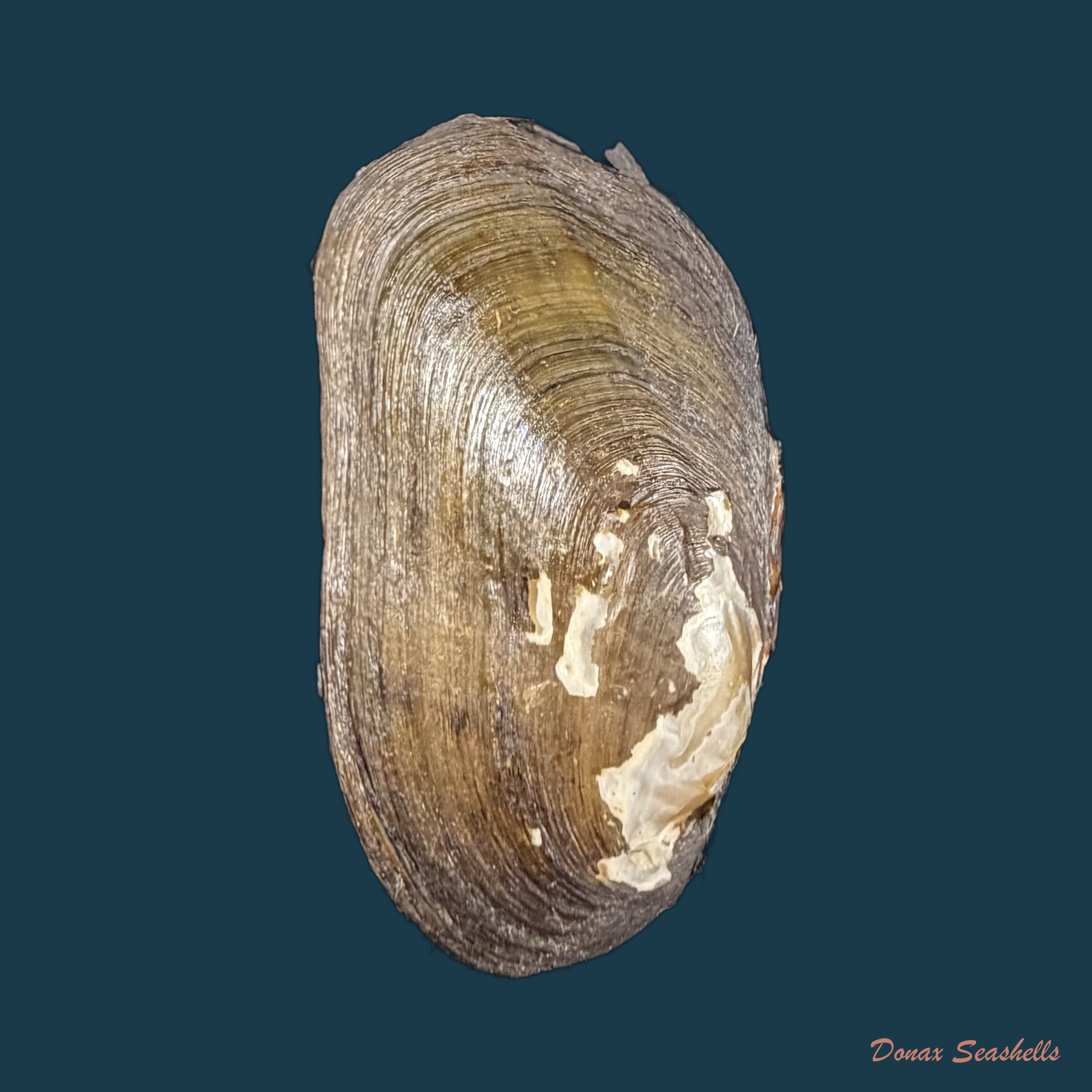 Diplodon ellipticus Spix, 1827 - 42,5mm
