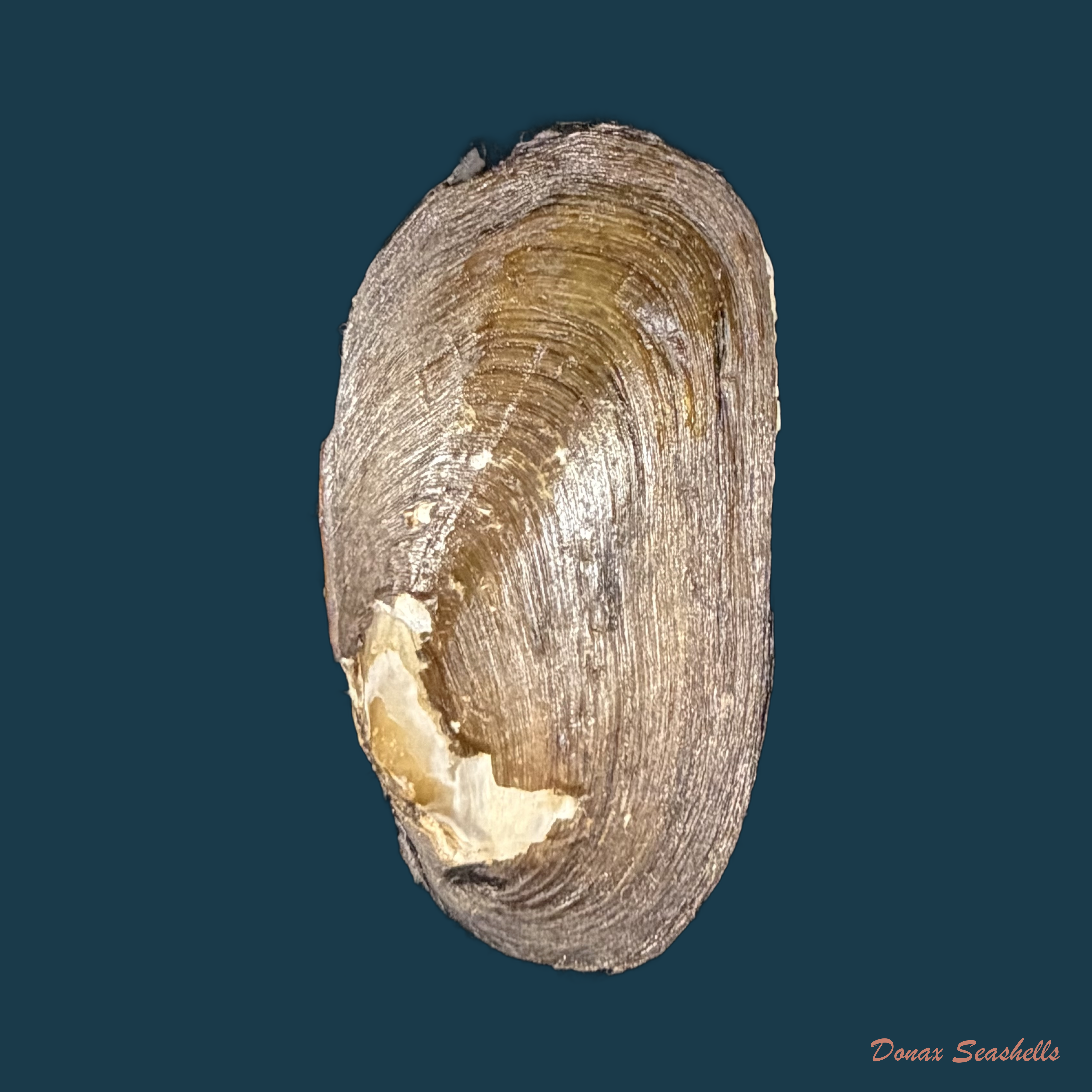 Diplodon ellipticus Spix, 1827 - 42,5mm