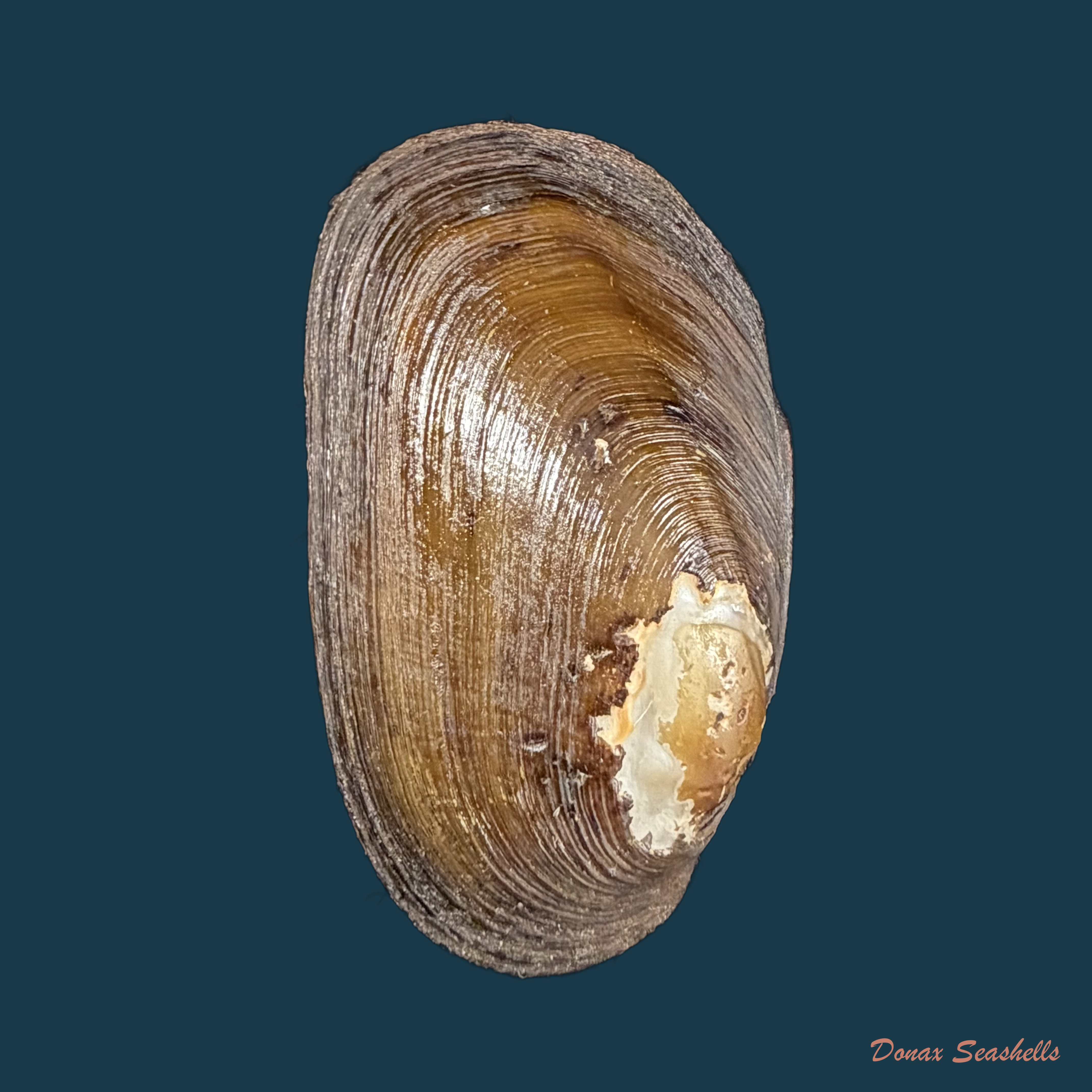 Diplodon ellipticus Spix, 1827 - 51,9mm