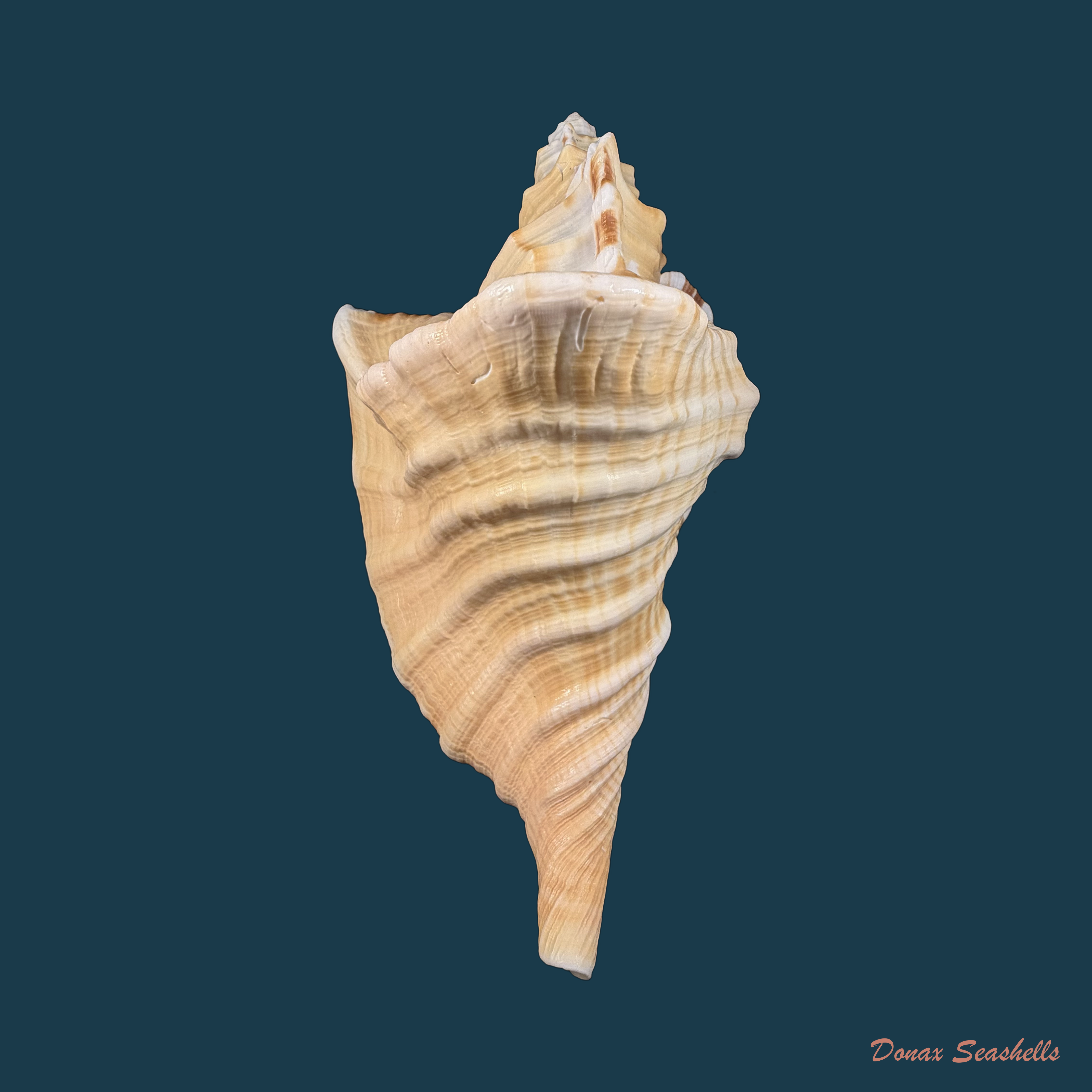 Cymatium raderi D'Attilio & B. W. Myers, 1984 - 243,1mm