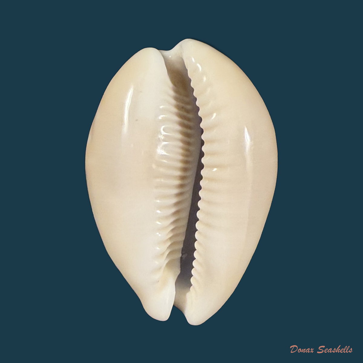 Lyncina vitellus (Linnaeus, 1758) - 51,8mm