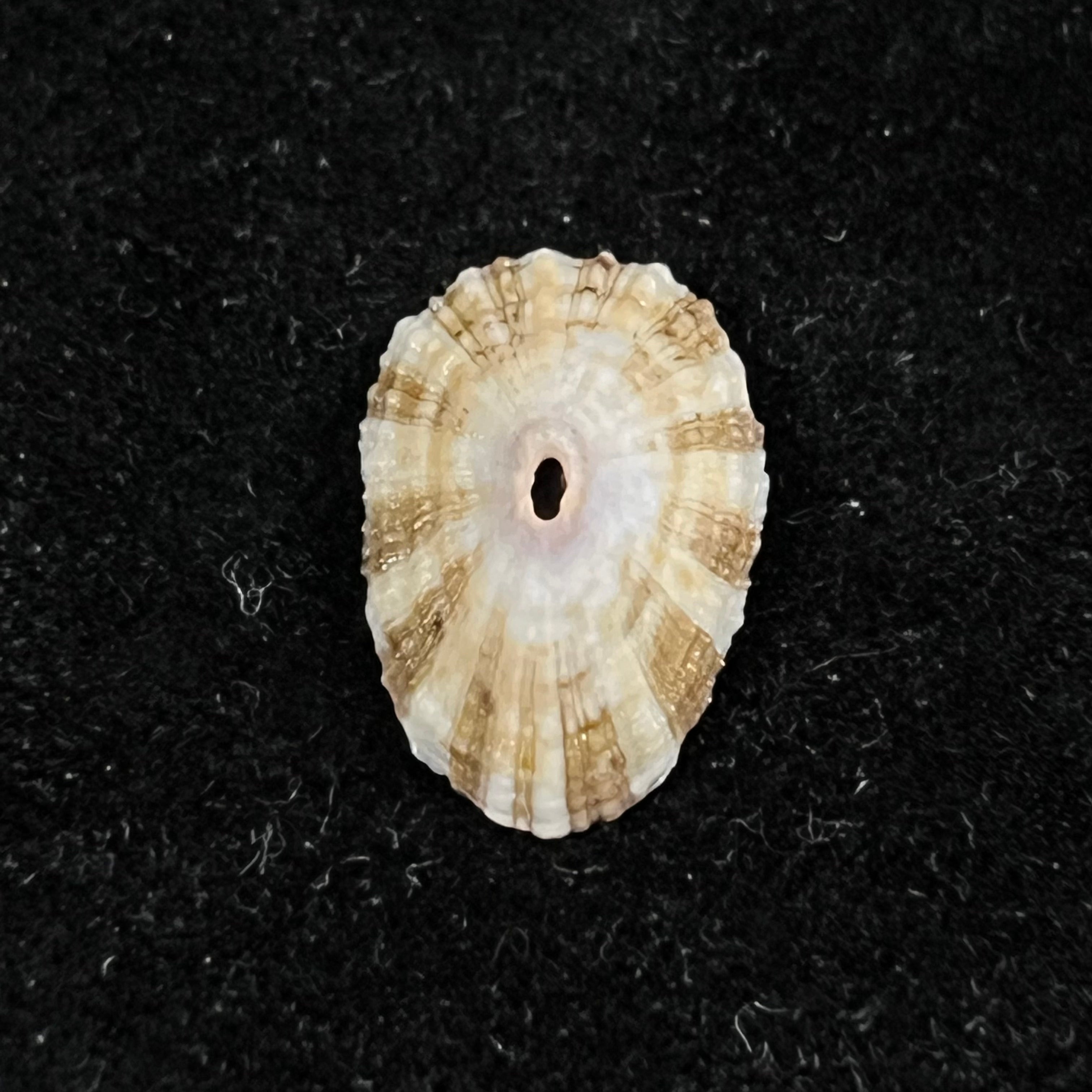 Fissurella clenchi Pérez Farfante, 1943 - 17,8mm