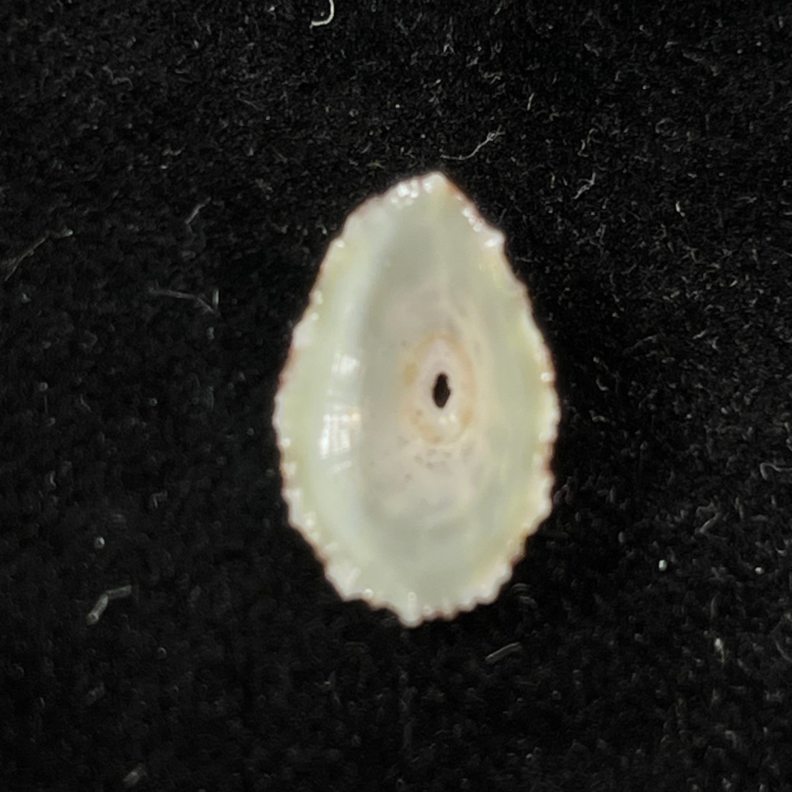 Fissurella clenchi Pérez Farfante, 1943 - 15,5mm