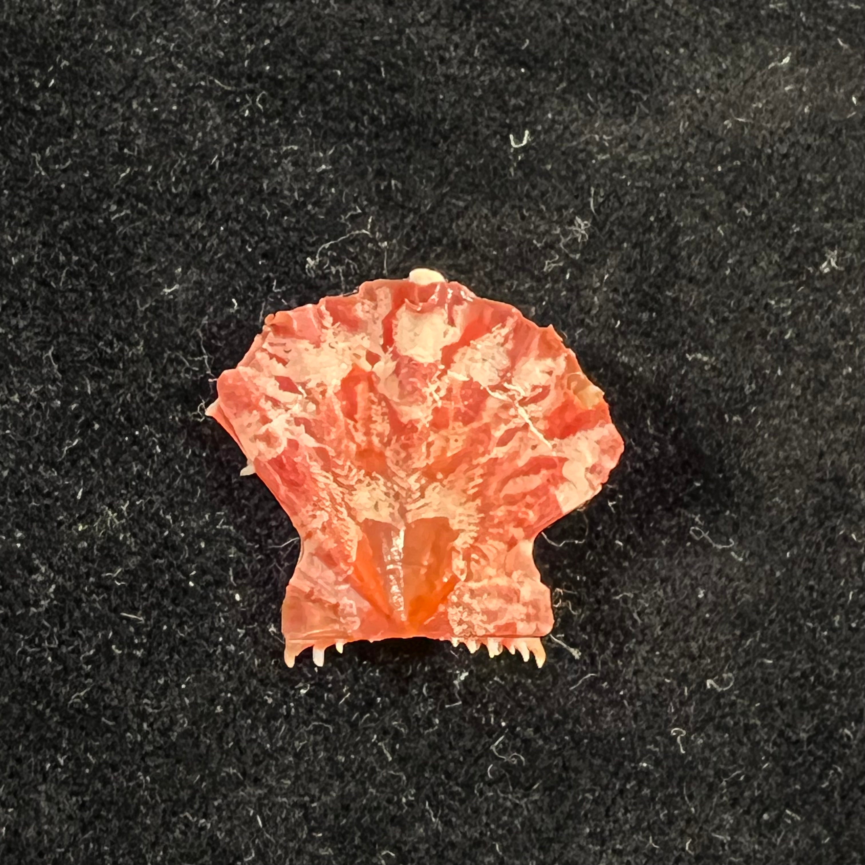 Mirapecten mirificus (Reeve, 1853) - 23,2mm