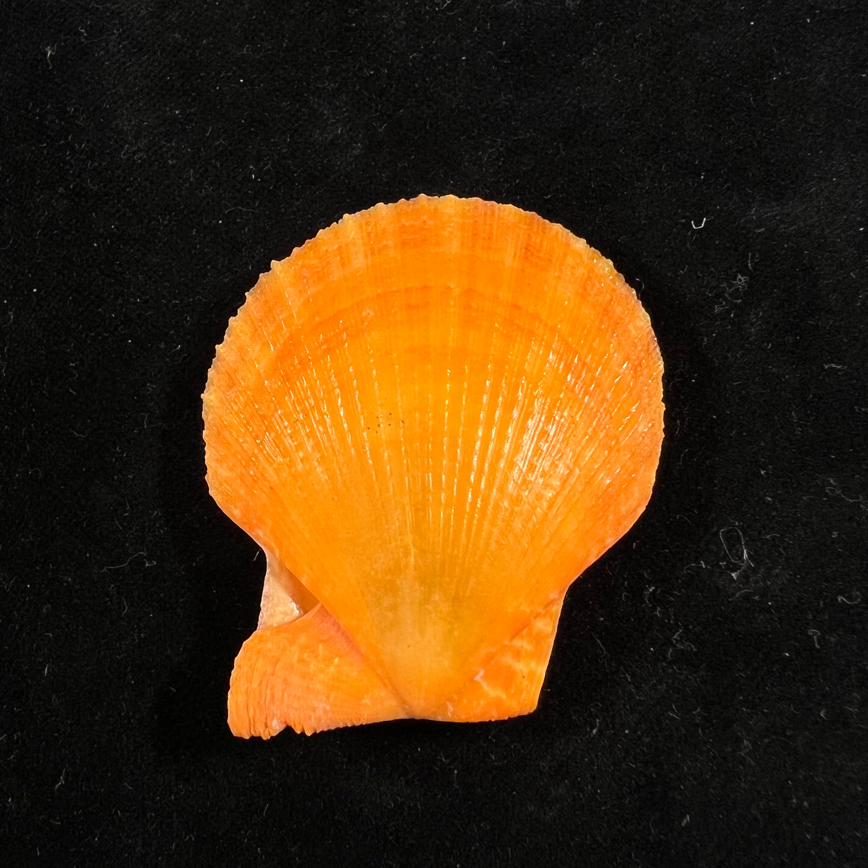 Laevichlamys squamosa (Gmelin, 1791) - 48,7mm