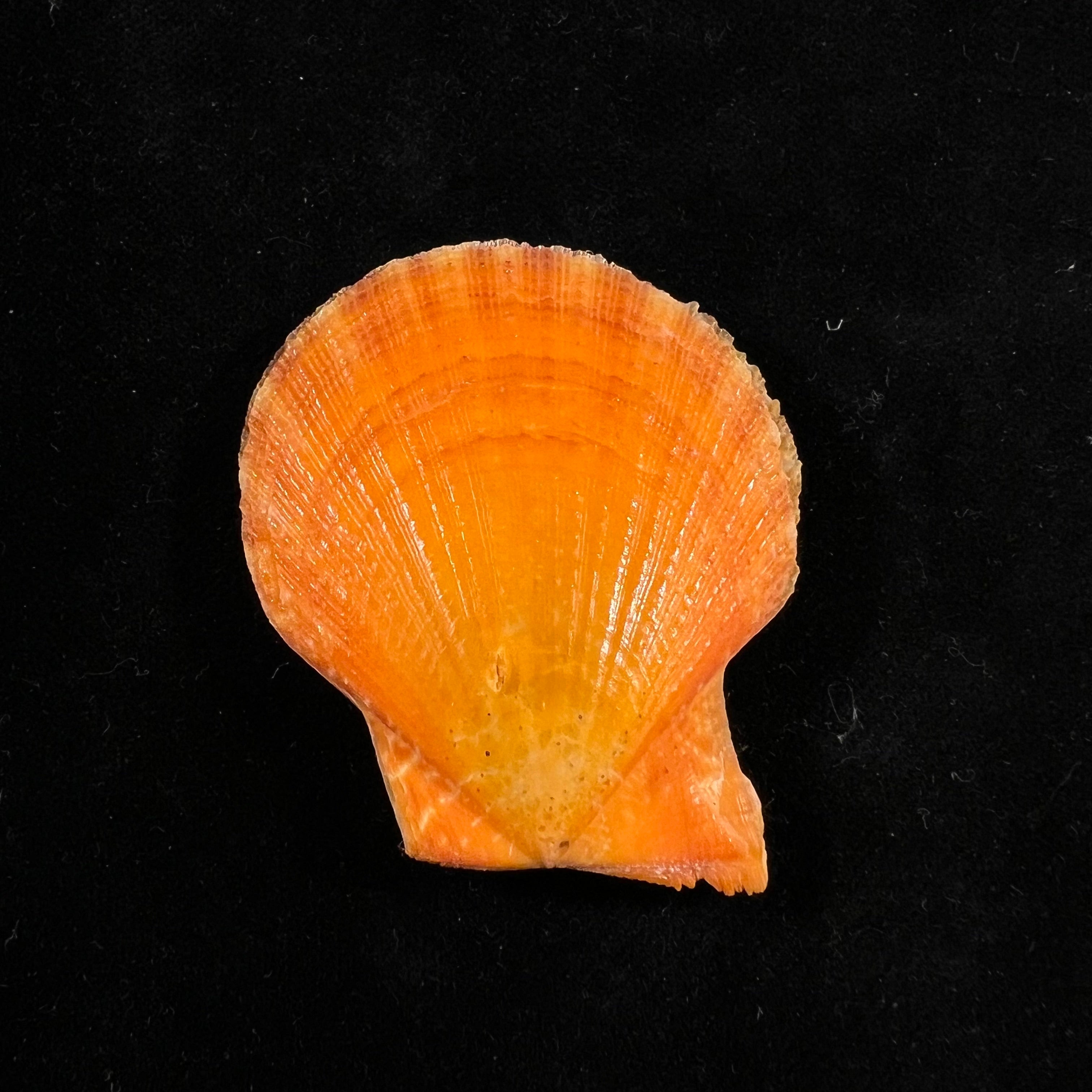 Laevichlamys squamosa (Gmelin, 1791) - 48,7mm