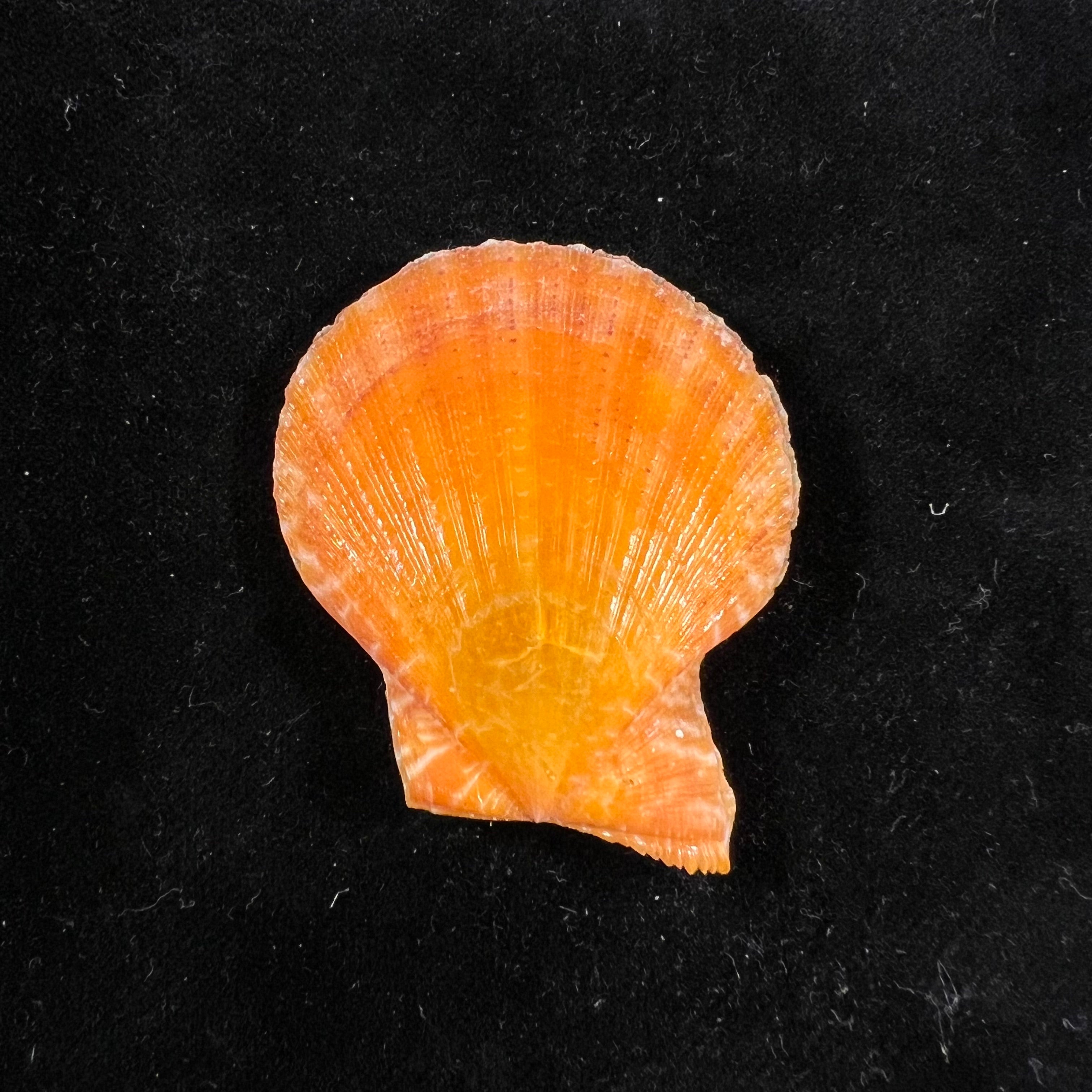 Laevichlamys squamosa (Gmelin, 1791) - 45 毫米
