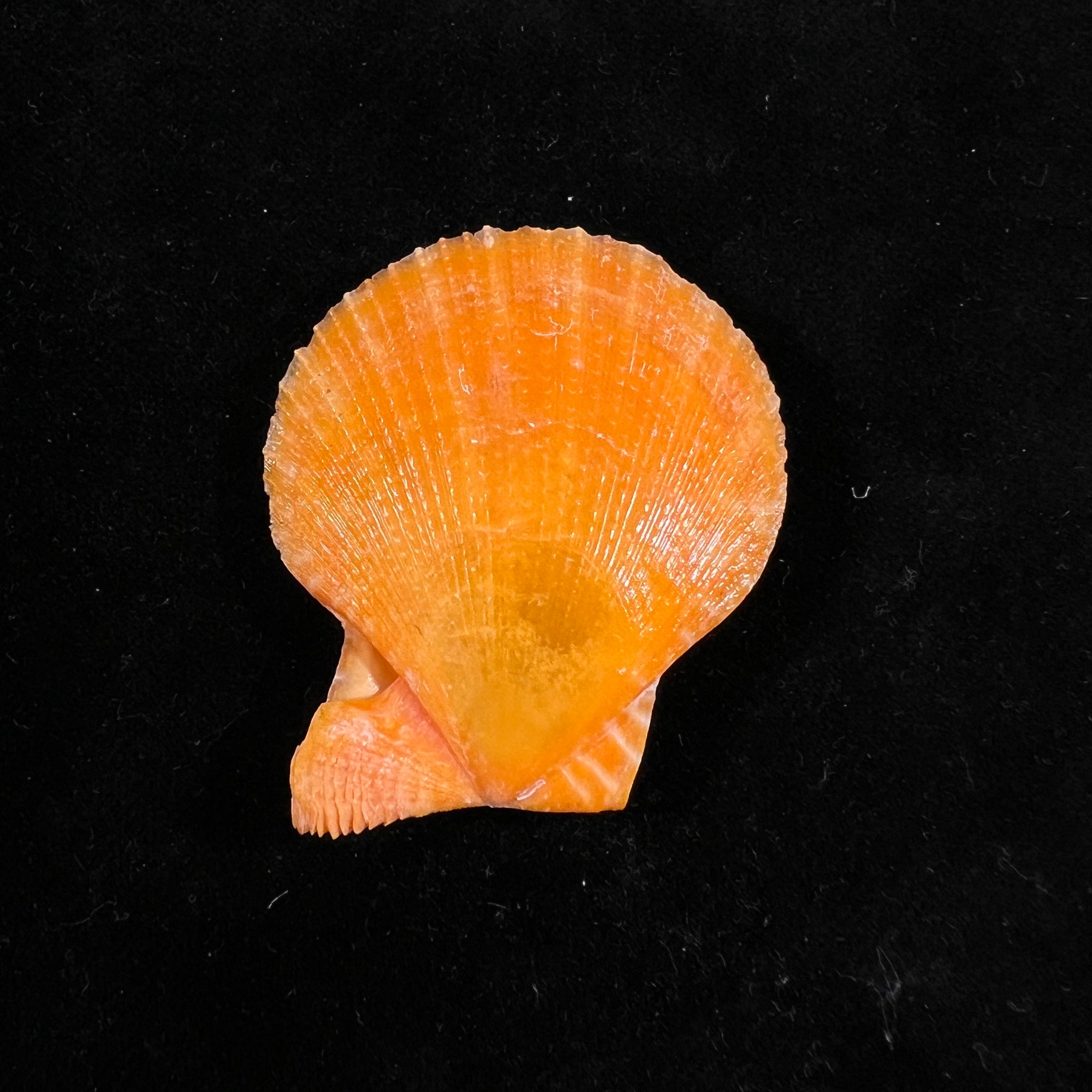 Laevichlamys squamosa (Gmelin, 1791) - 45 毫米