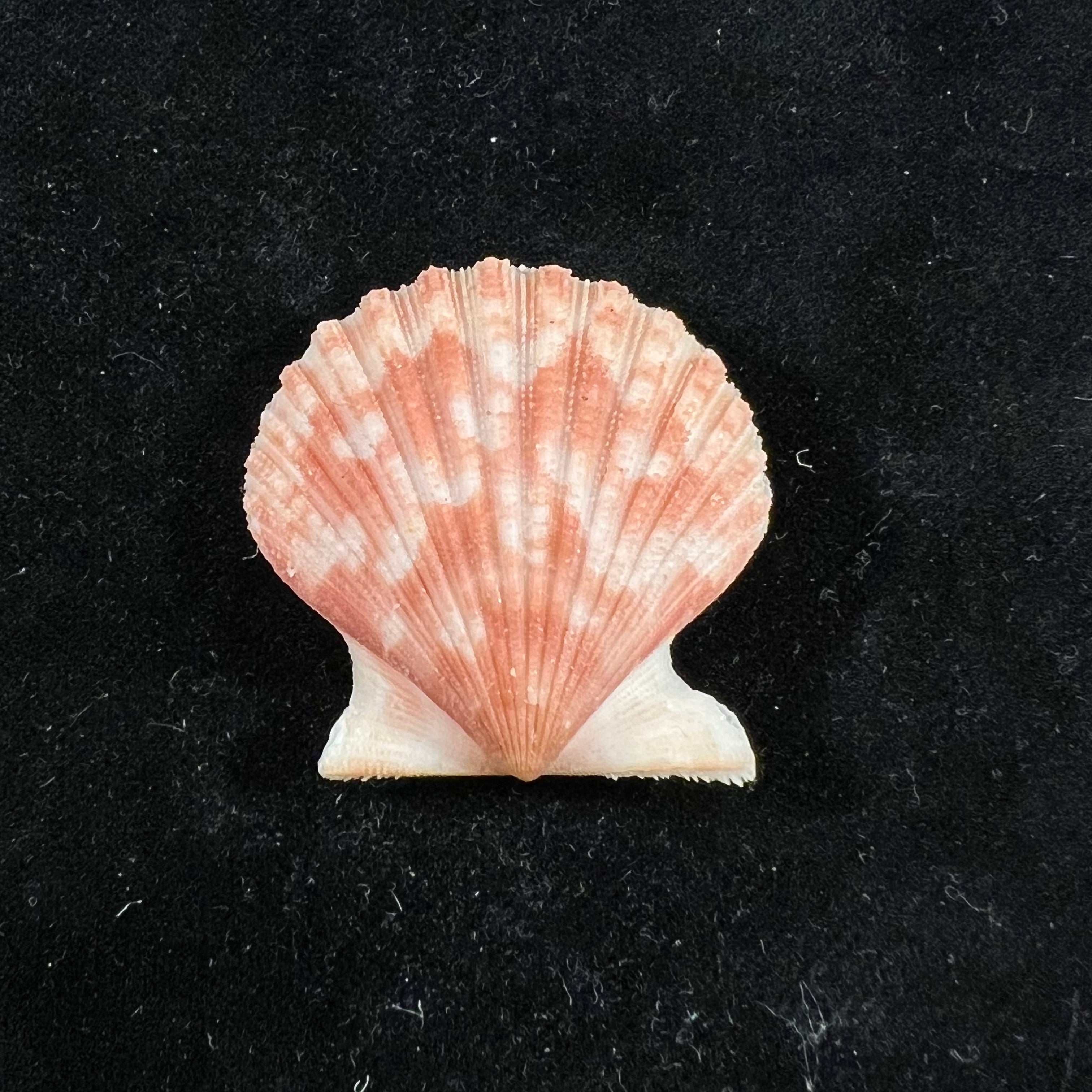 Aequipecten tehuelchus (d'Orbigny, 1842) - 34mm