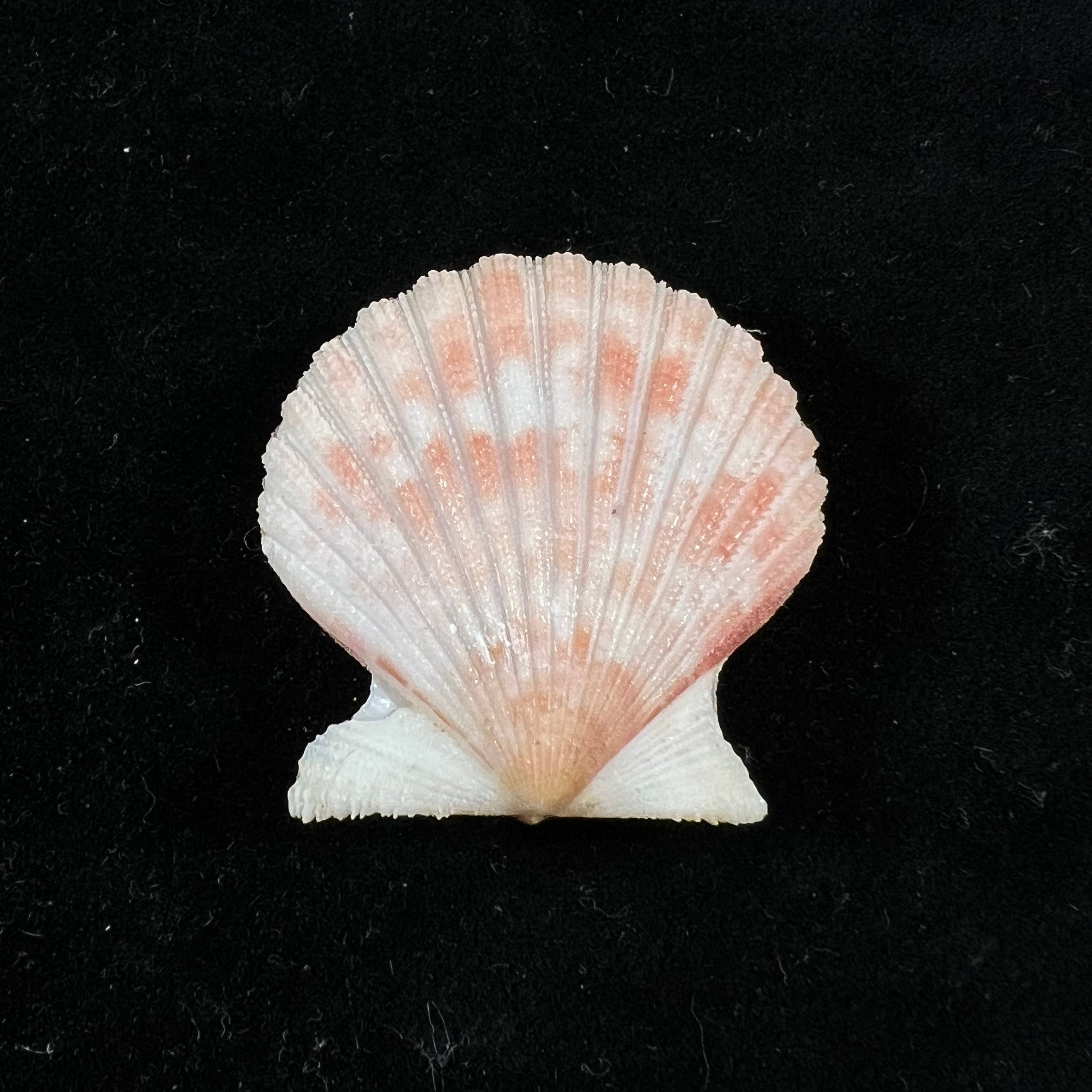 Aequipecten tehuelchus (d'Orbigny, 1842) - 34mm