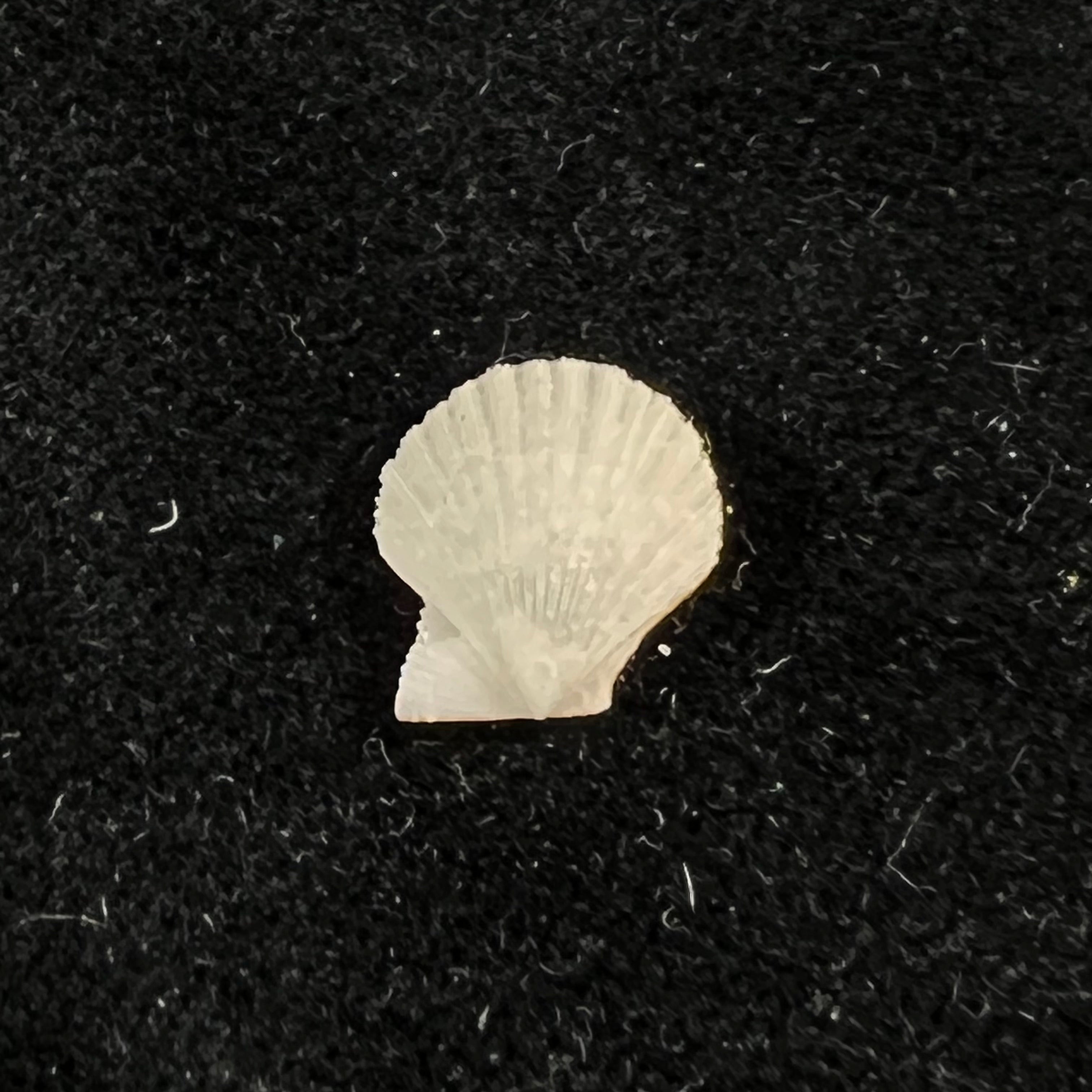 Pascahinnites coruscans (Hinds, 1845) - 10,5mm