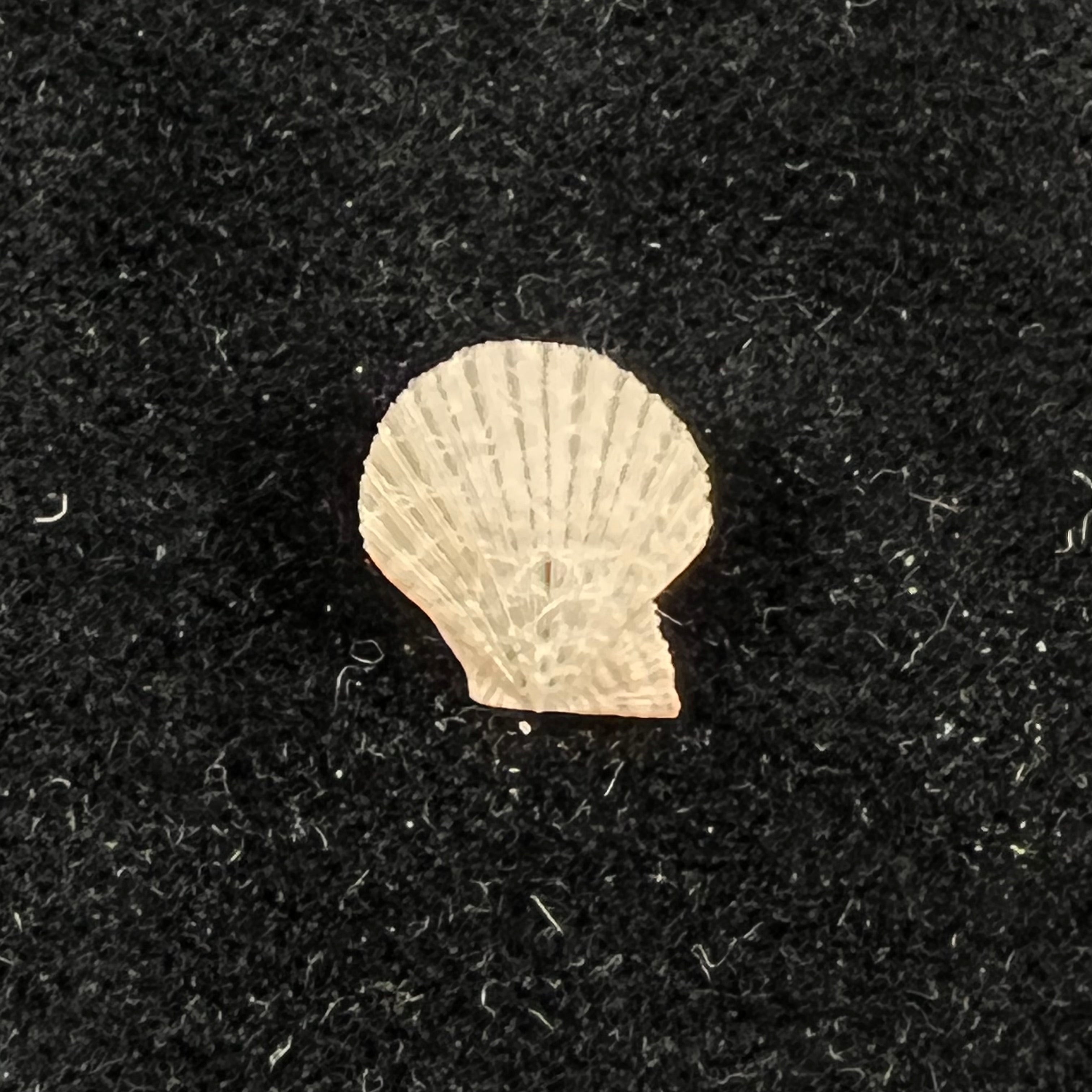 Pascahinnites coruscans (Hinds, 1845) - 10,5mm