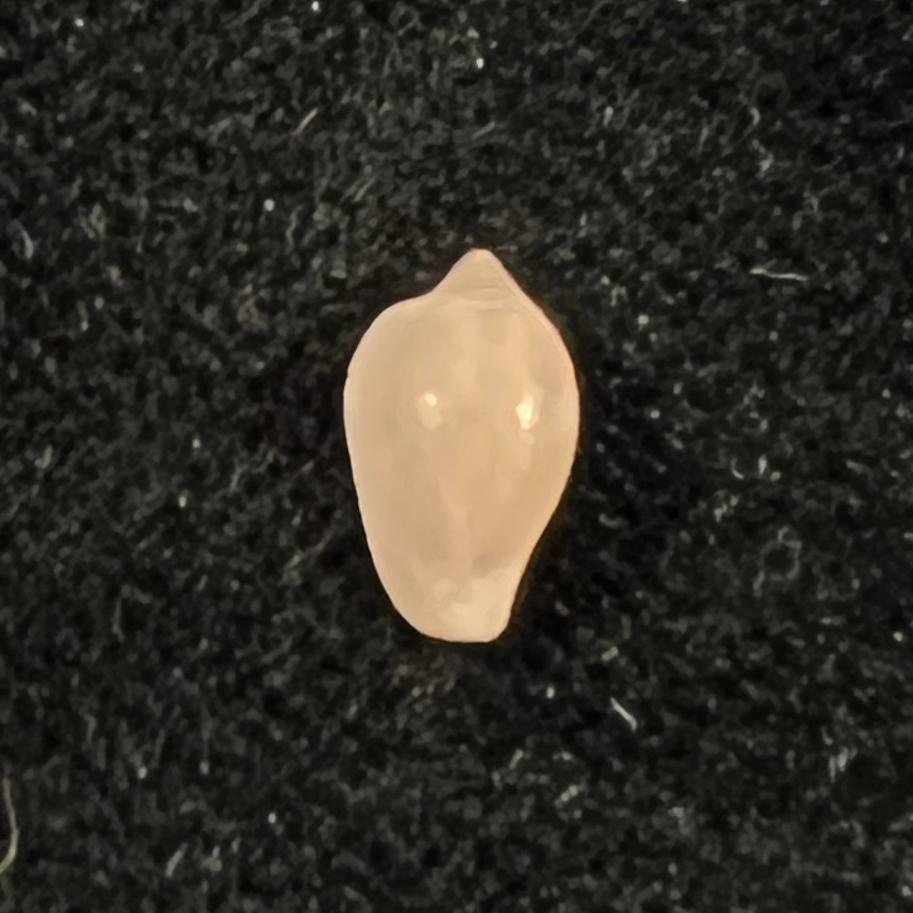 Archierato columbella (Menke, 1847) - 8,5mm